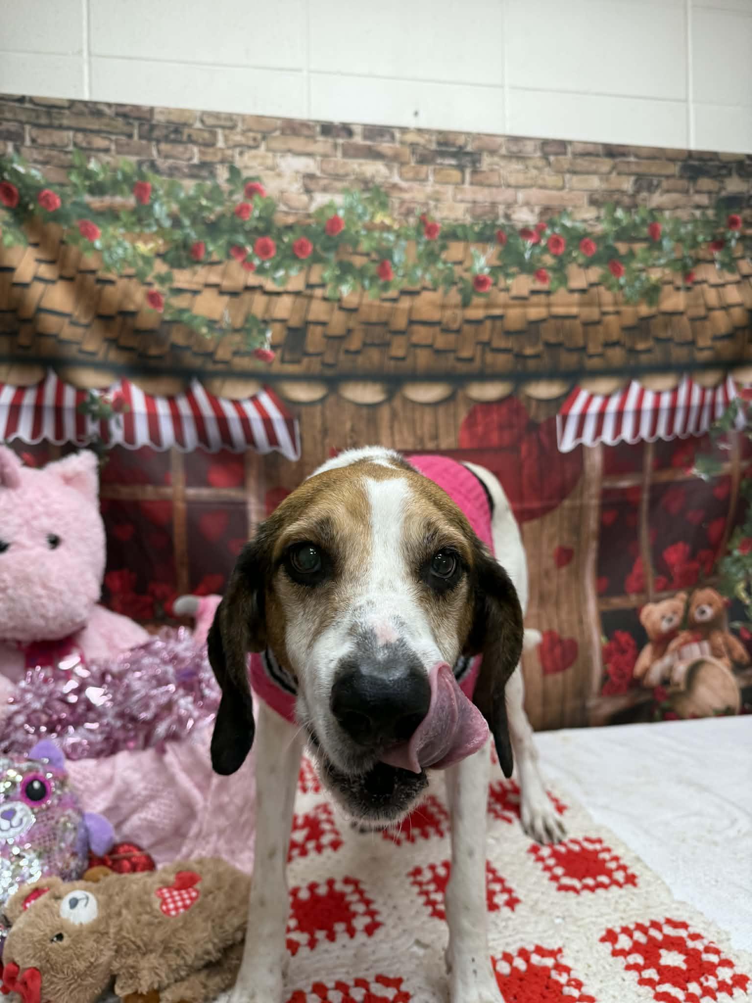 Walter, a ADOPTABLE mixed breed in Statesboro, GA image 2/2