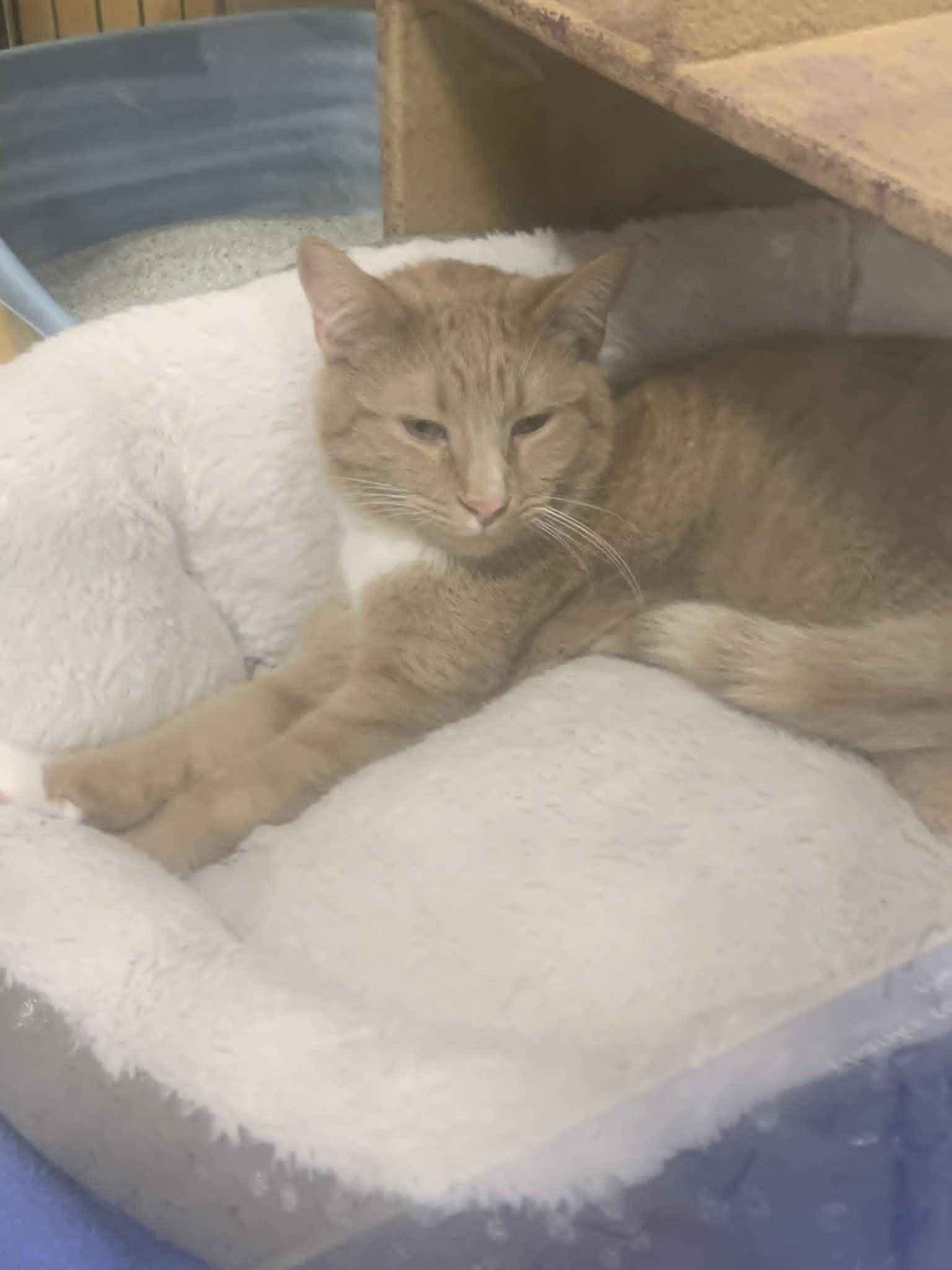 Enlarge Condrius Orange, a ADOPTABLE Domestic Short Hair in Fredericksburg, VA image 2/5