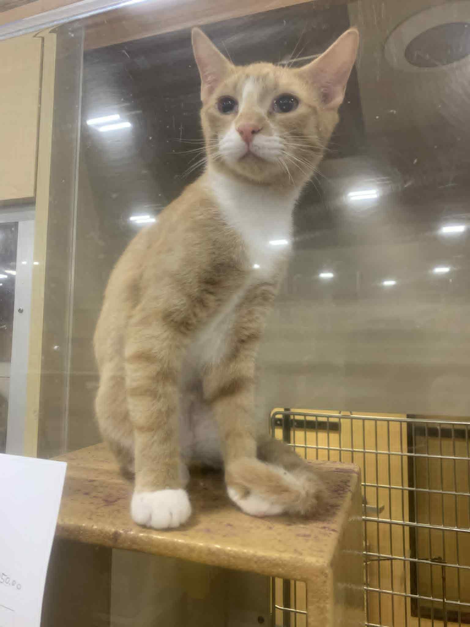 Enlarge Condrius Orange, a ADOPTABLE Domestic Short Hair in Fredericksburg, VA image 3/5
