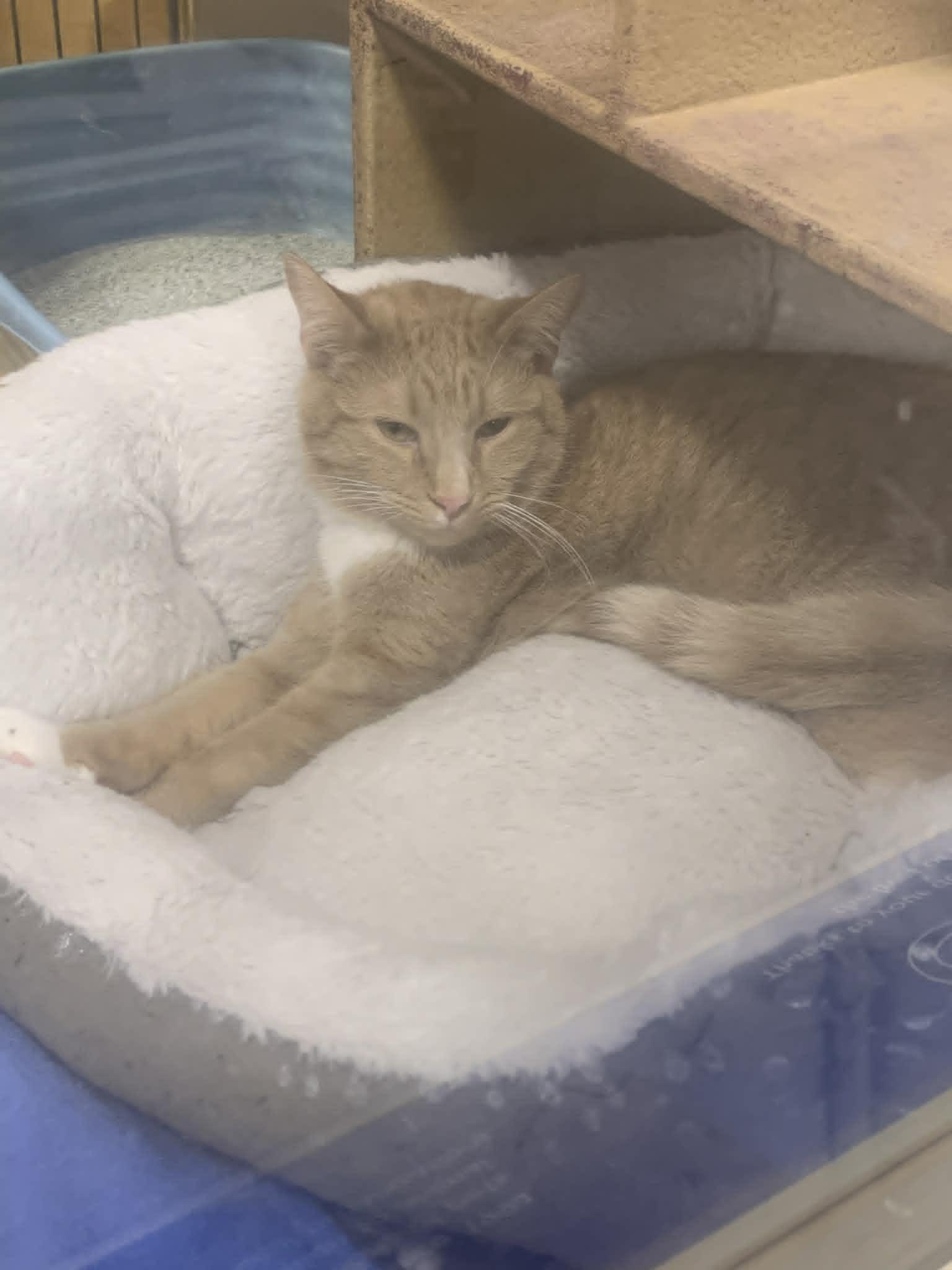 Enlarge Condrius Orange, a ADOPTABLE Domestic Short Hair in Fredericksburg, VA image 1/5