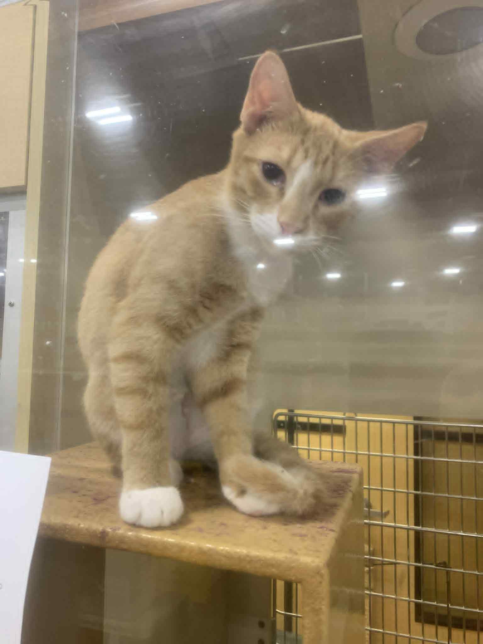Enlarge Condrius Orange, a ADOPTABLE Domestic Short Hair in Fredericksburg, VA image 4/5