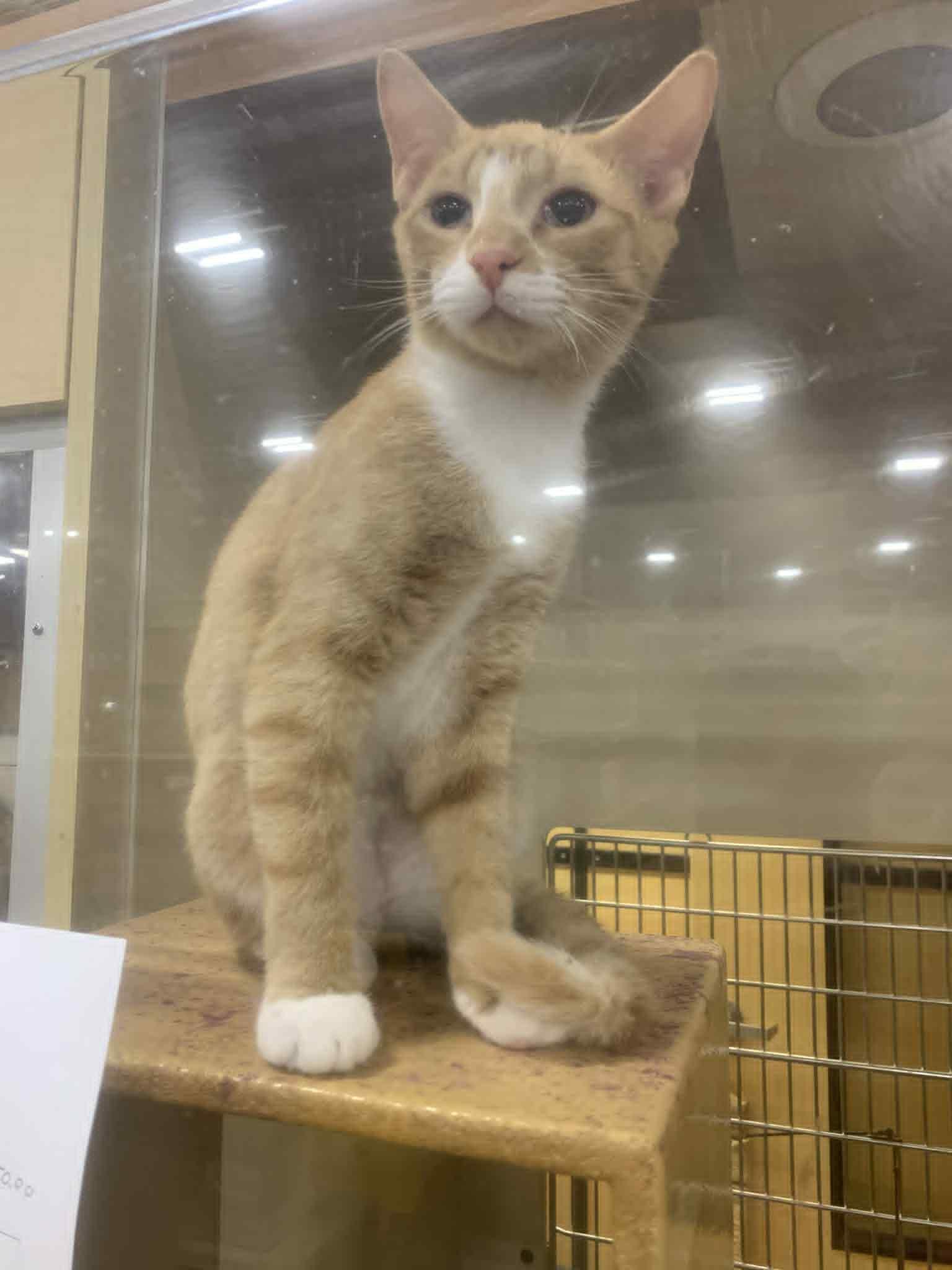 Enlarge Condrius Orange, a ADOPTABLE Domestic Short Hair in Fredericksburg, VA image 5/5