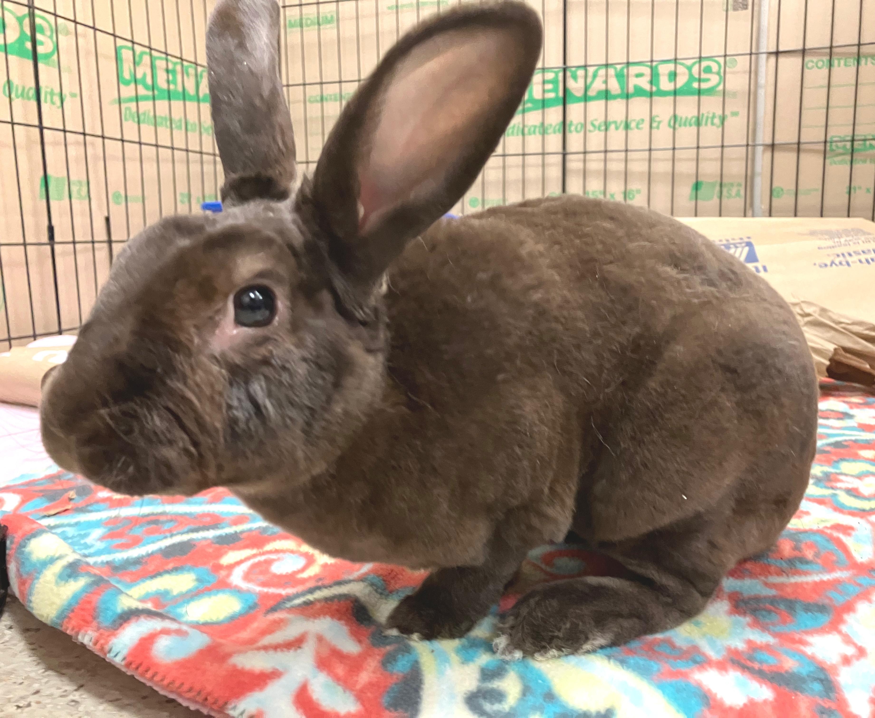 Enlarge Davey, an adopted Mini Rex in Oshkosh, WI image 2/6