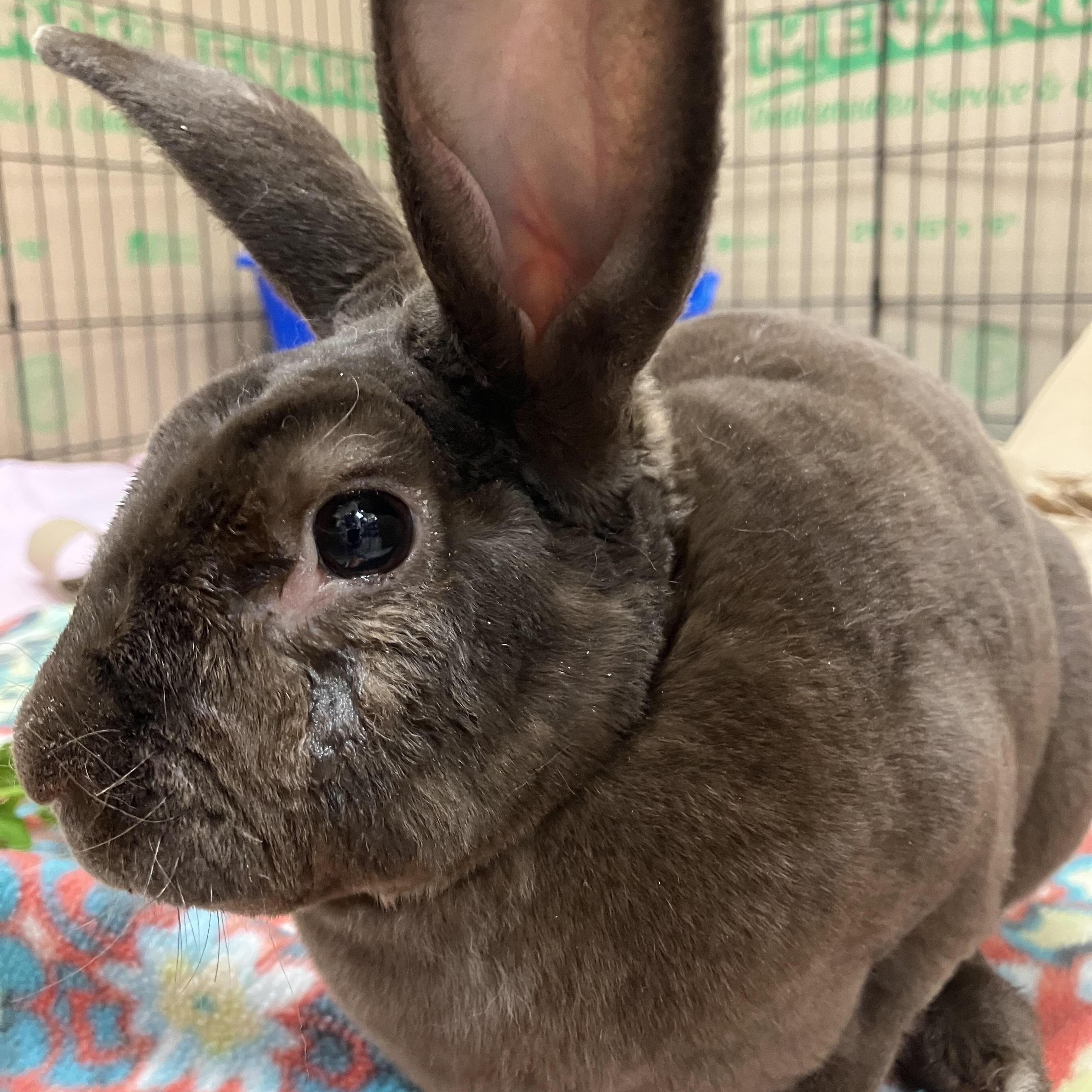 Enlarge Davey, an adopted Mini Rex in Oshkosh, WI image 6/6