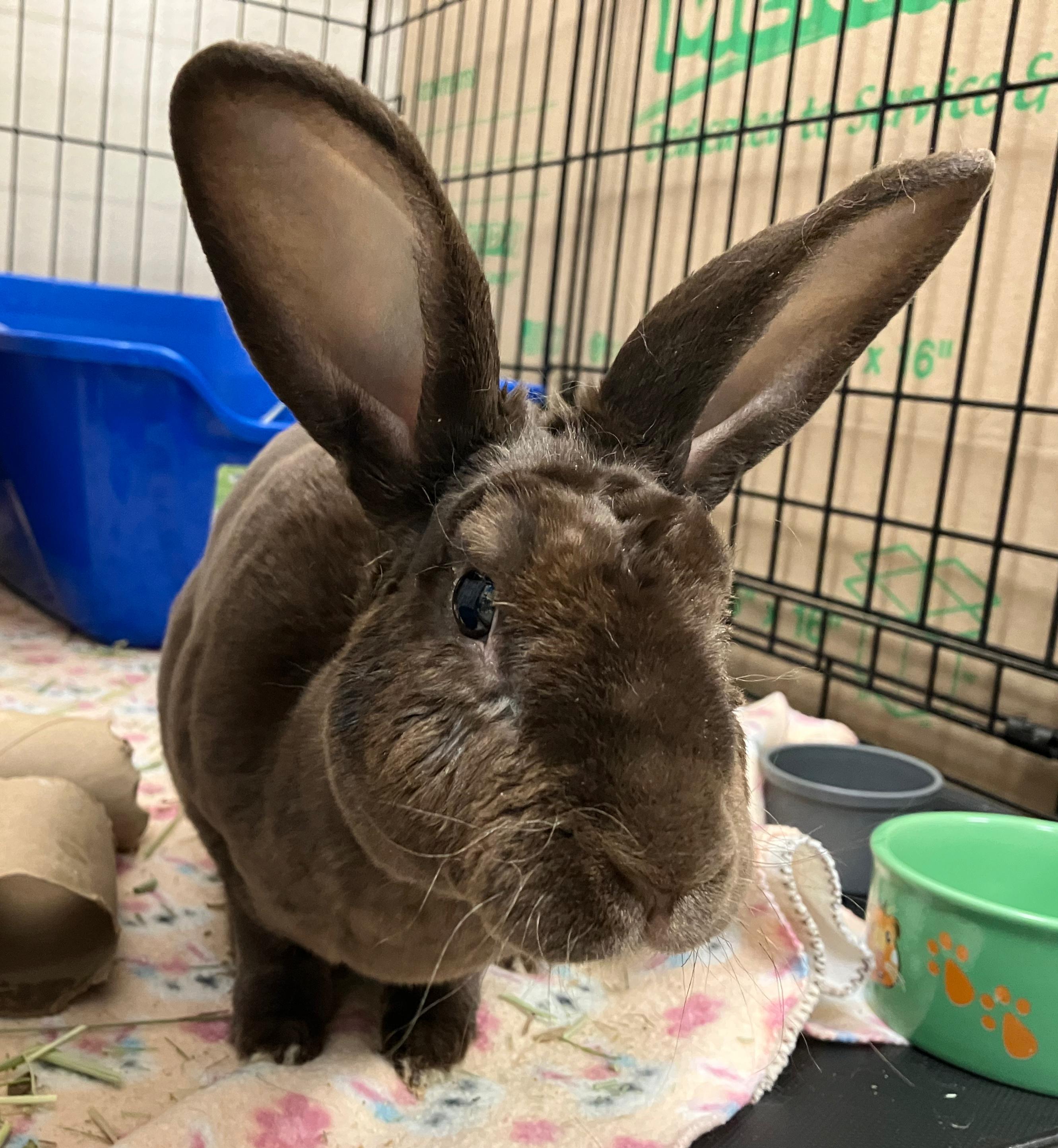 Davey, ADOPTABLE, Young Male Mini Rex.