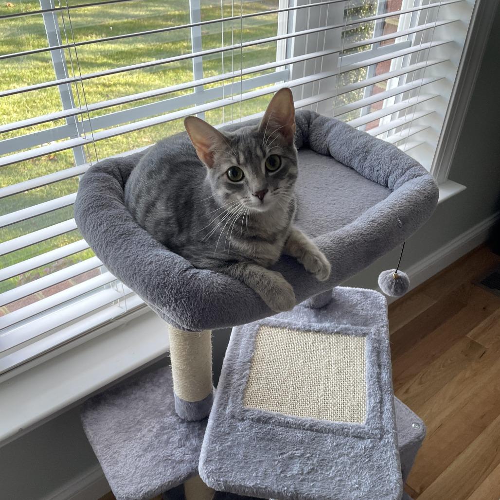 Enlarge Pearl Krabs, a Adoptable Domestic Short Hair in Ashland, VA image 1/1