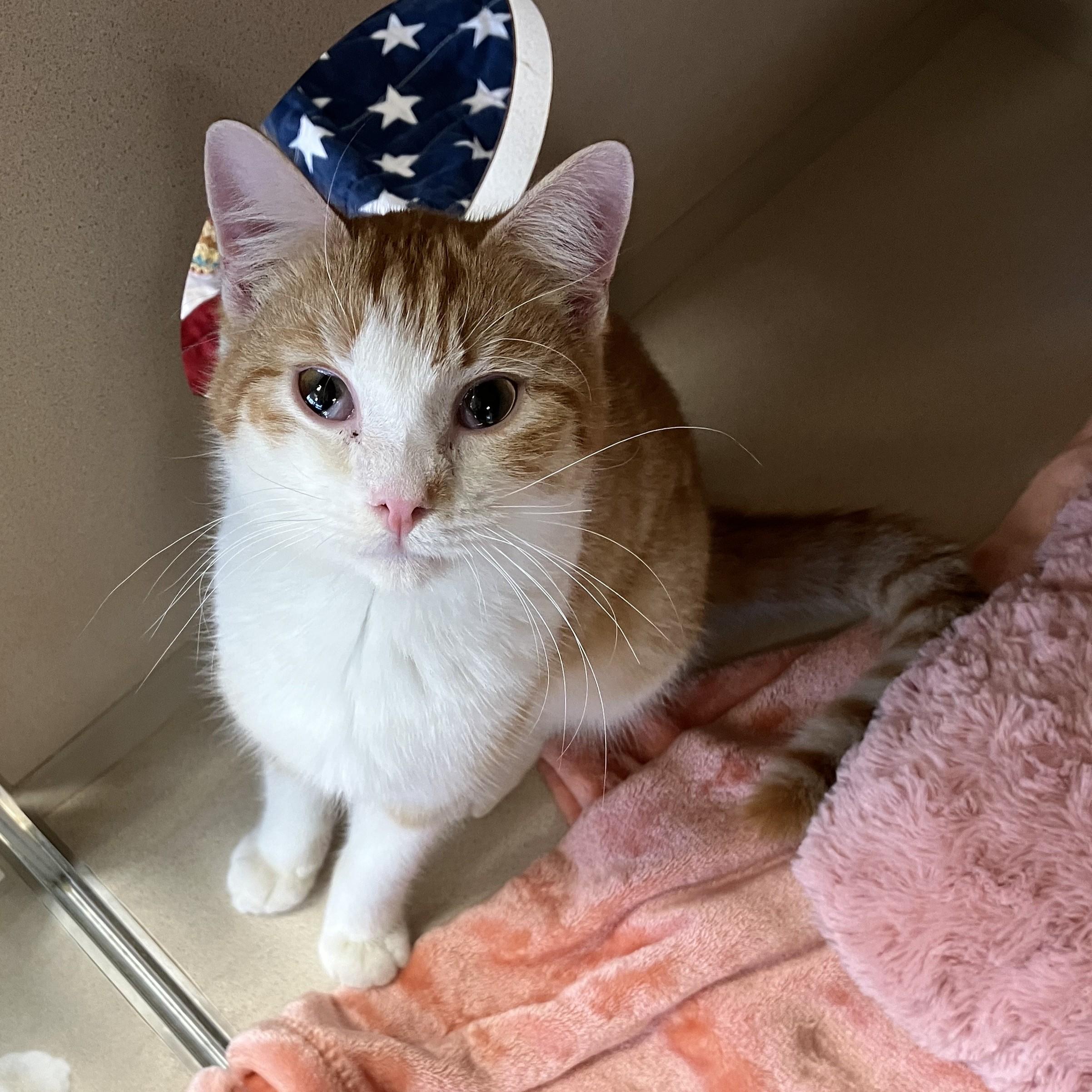 Billy Bob, adopted, Young Male Domestic Short Hair.