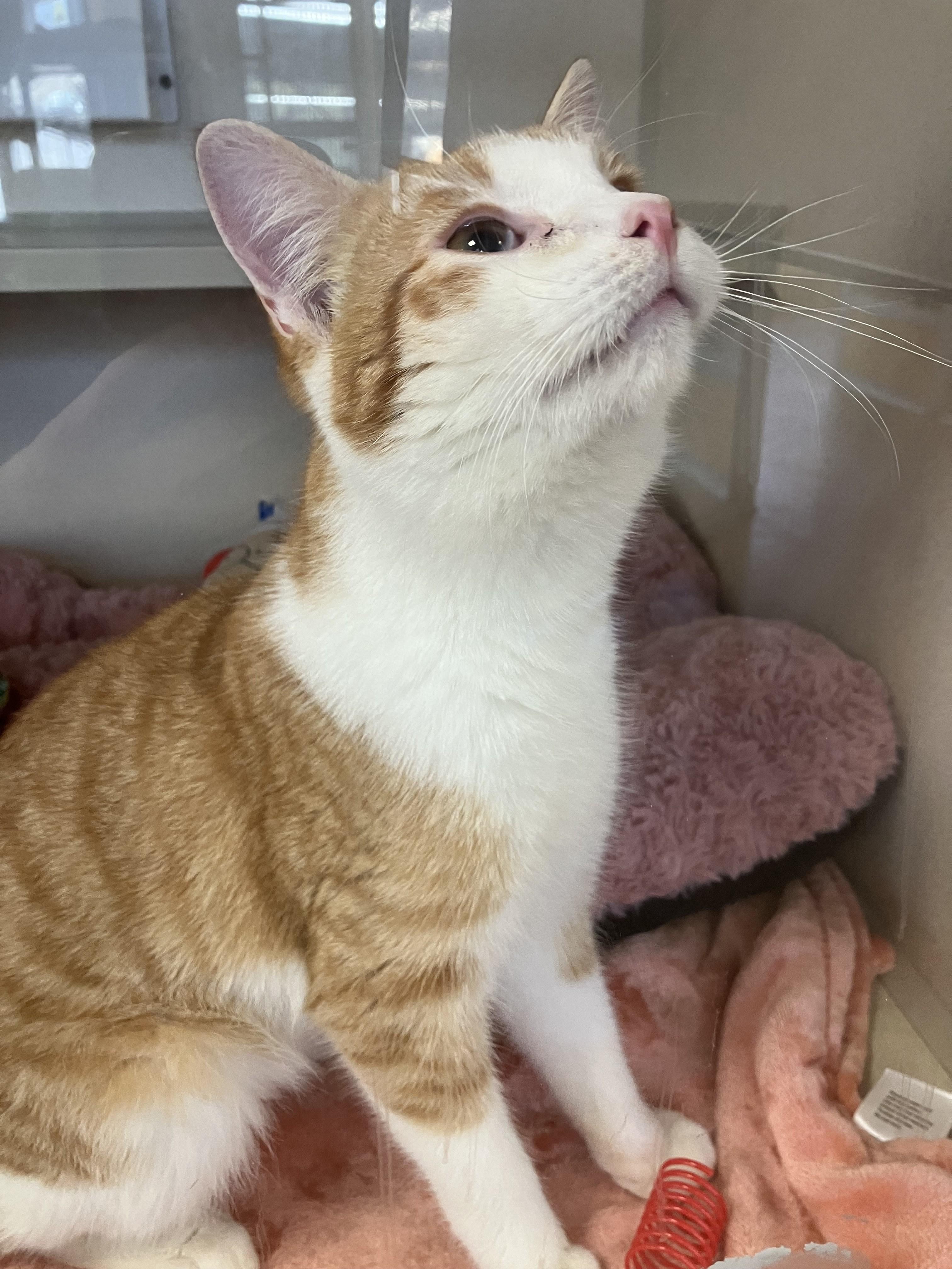 Enlarge Billy Bob, an adopted Domestic Short Hair in Eatontown, NJ image 2/3