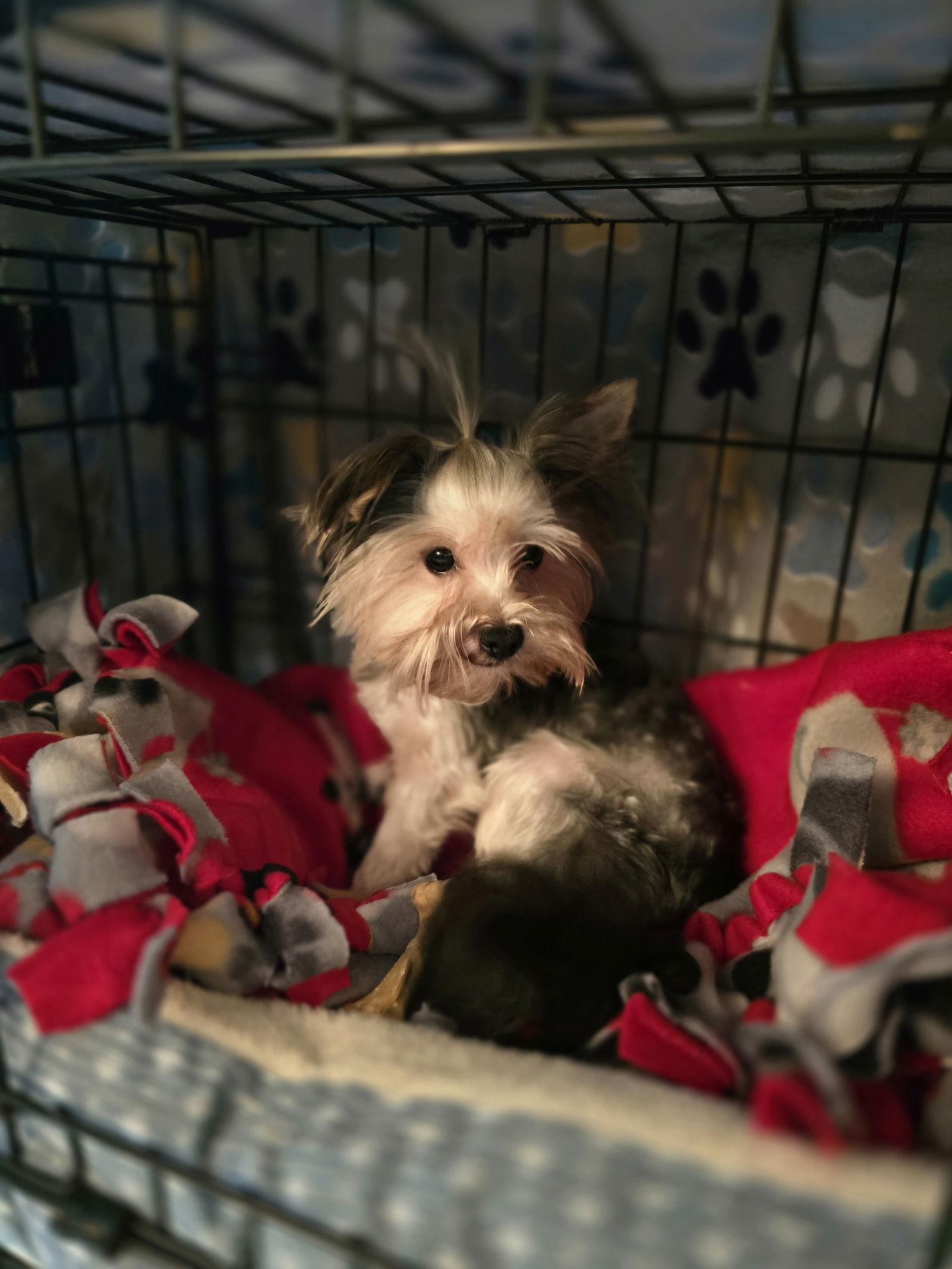 Coco, Adopted, Adult Male Terrier.