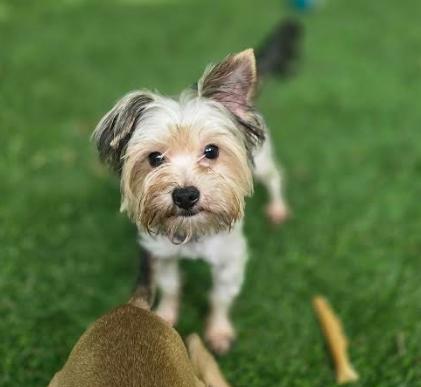 Enlarge Coco, a Adopted Terrier in Brooklyn Center, MN image 2/3