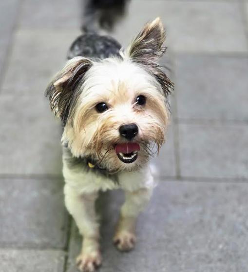 Enlarge Coco, a Adopted Terrier in Brooklyn Center, MN image 3/3