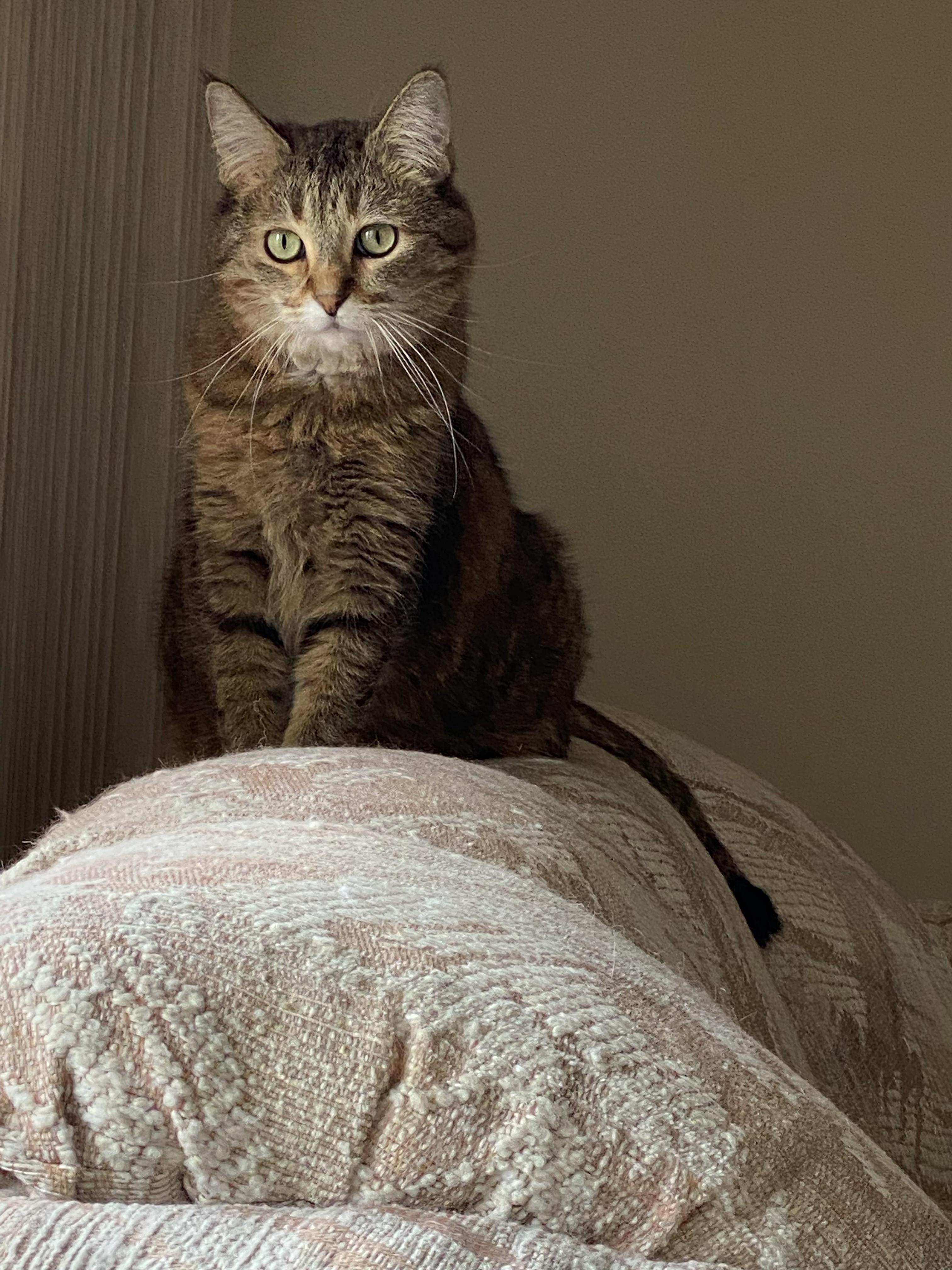 Enlarge Amanda, an adopted Domestic Short Hair in Wayzata, MN image 1/2