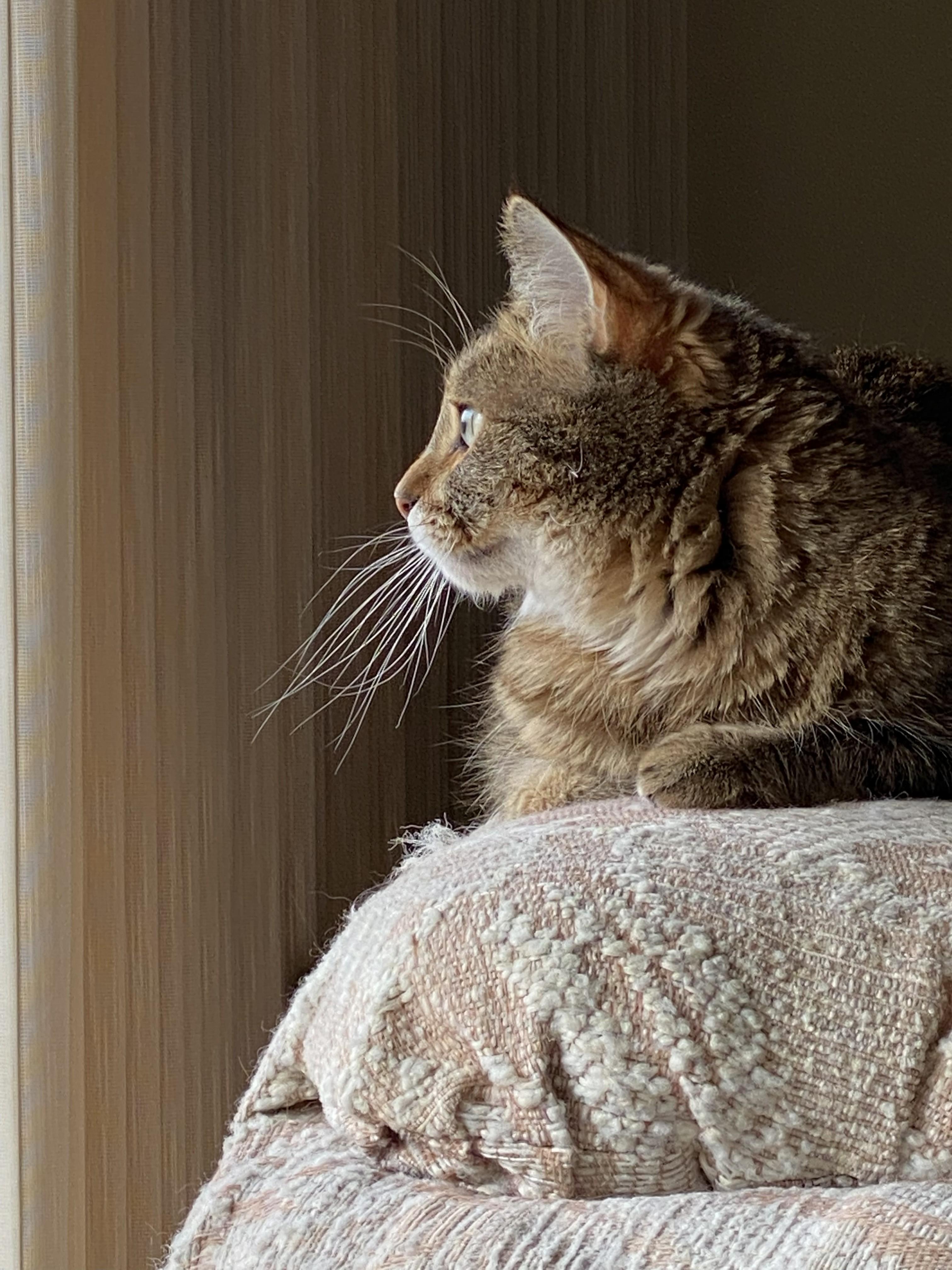 Enlarge Amanda, an adopted Domestic Short Hair in Wayzata, MN image 2/2