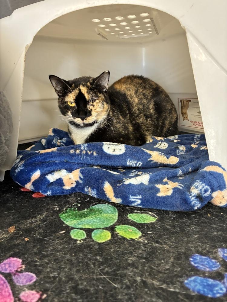 Enlarge DeeDee, a Adoptable Calico in Randolph, MA image 4/5