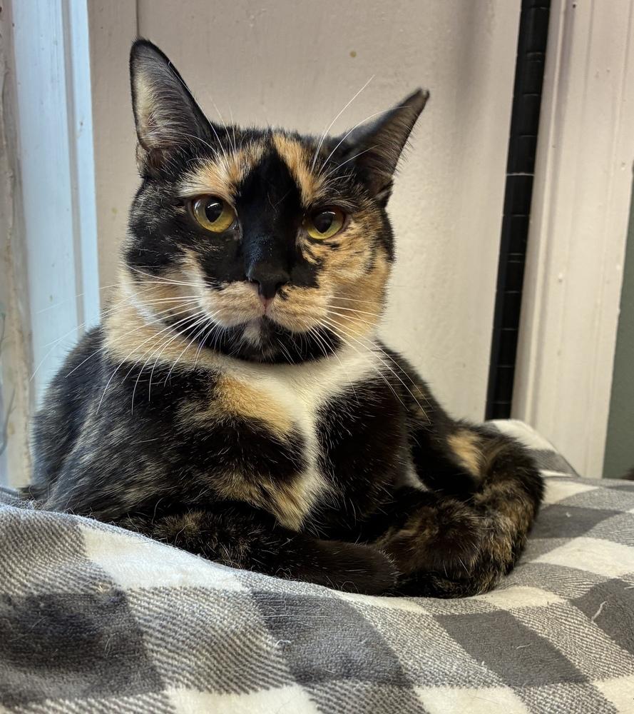Enlarge DeeDee, a Adoptable Calico in Randolph, MA image 1/5