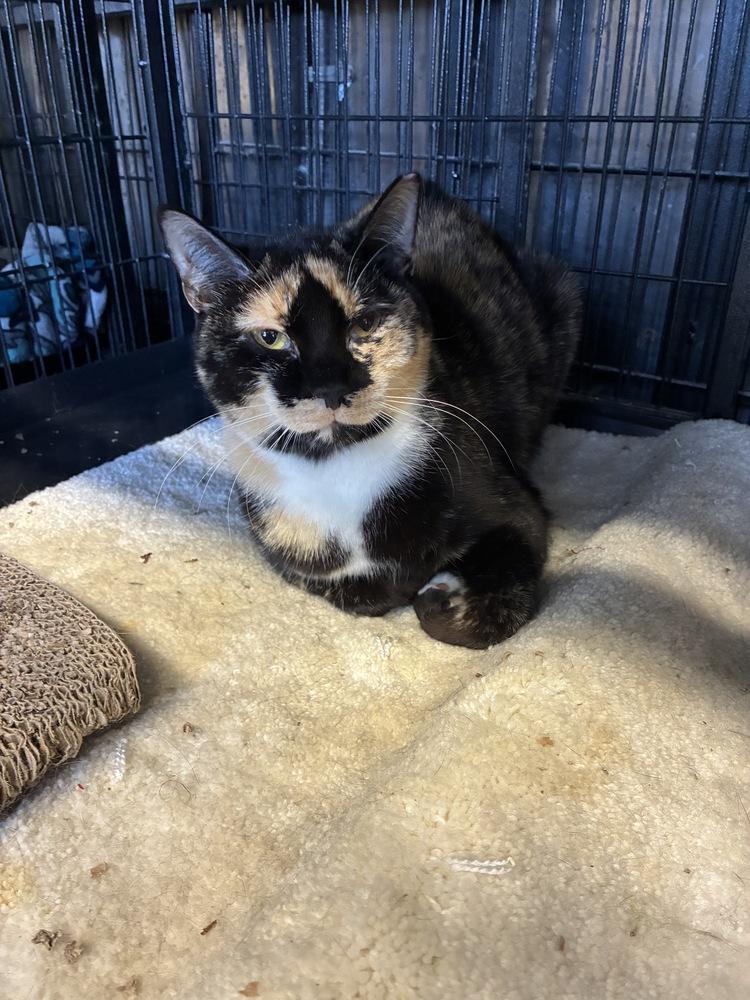 Enlarge DeeDee, a Adoptable Calico in Randolph, MA image 3/5