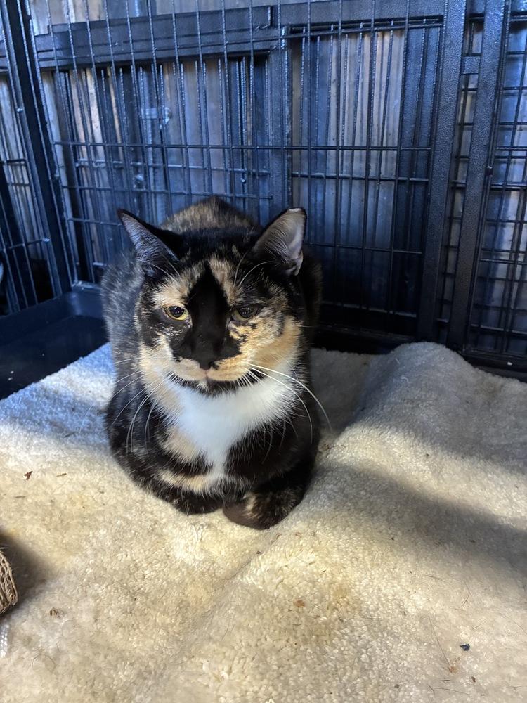 Enlarge DeeDee, a Adoptable Calico in Randolph, MA image 5/5