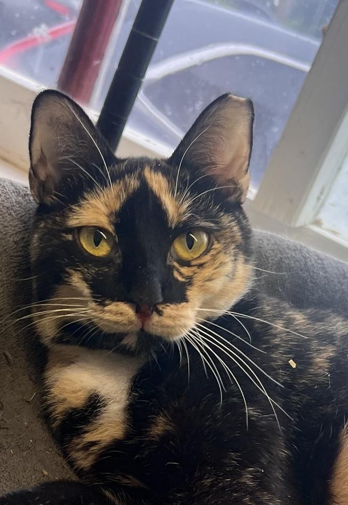 Enlarge DeeDee, a Adoptable Calico in Randolph, MA image 2/5
