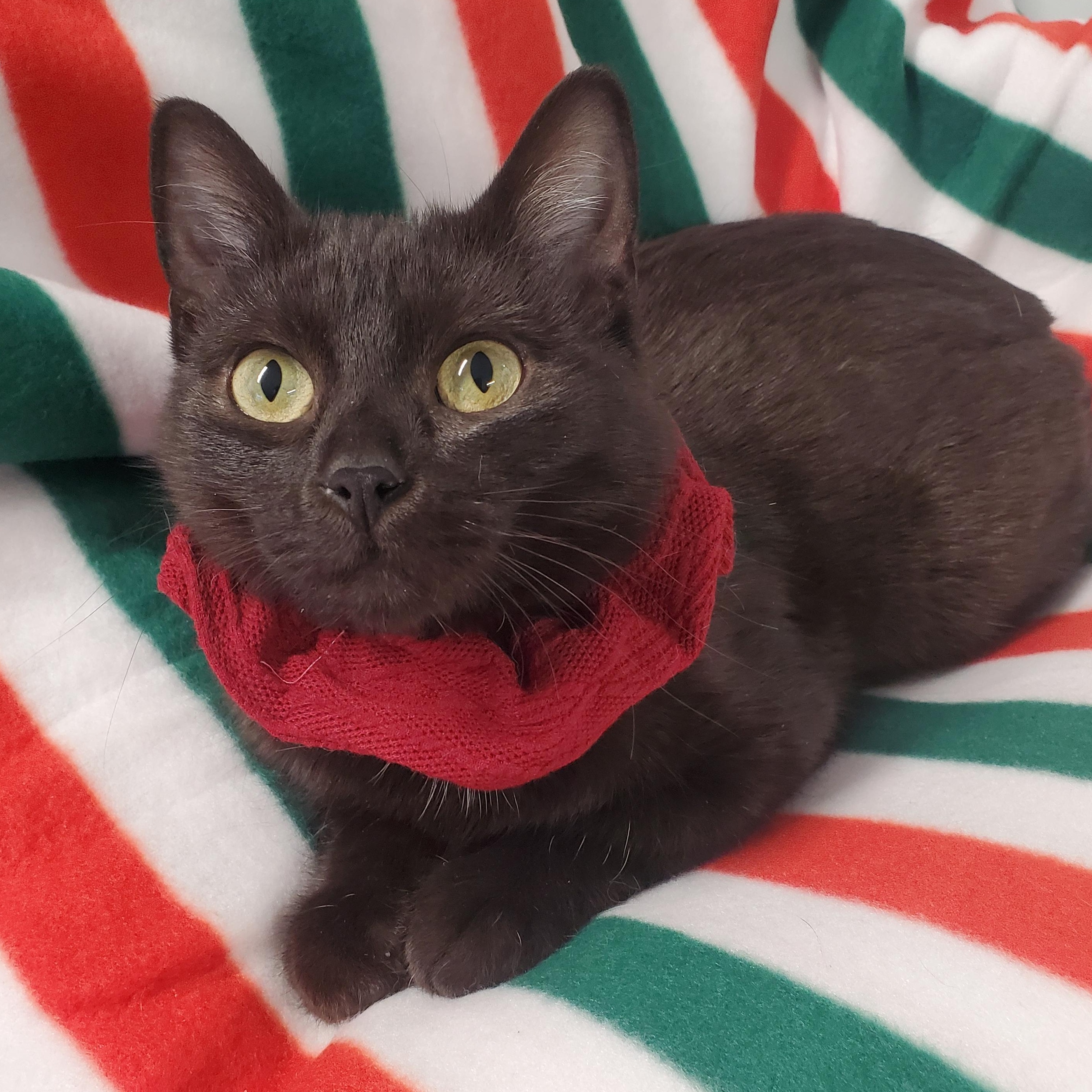 Enlarge Coco, a Adoptable Domestic Short Hair in Marseilles, IL image 1/1