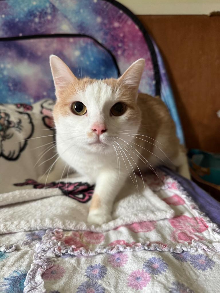 Hannah, Adoptable, Young Male Domestic Short Hair.