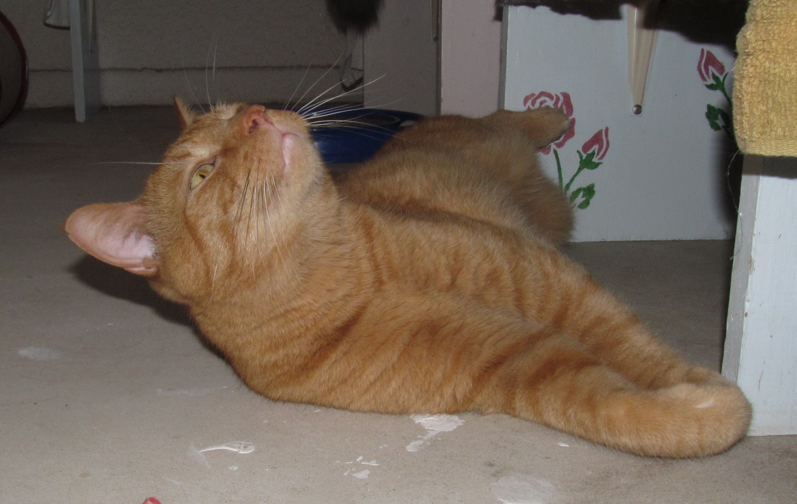 Enlarge PATRICK, a Adoptable Domestic Short Hair in Crystal River, FL image 4/6