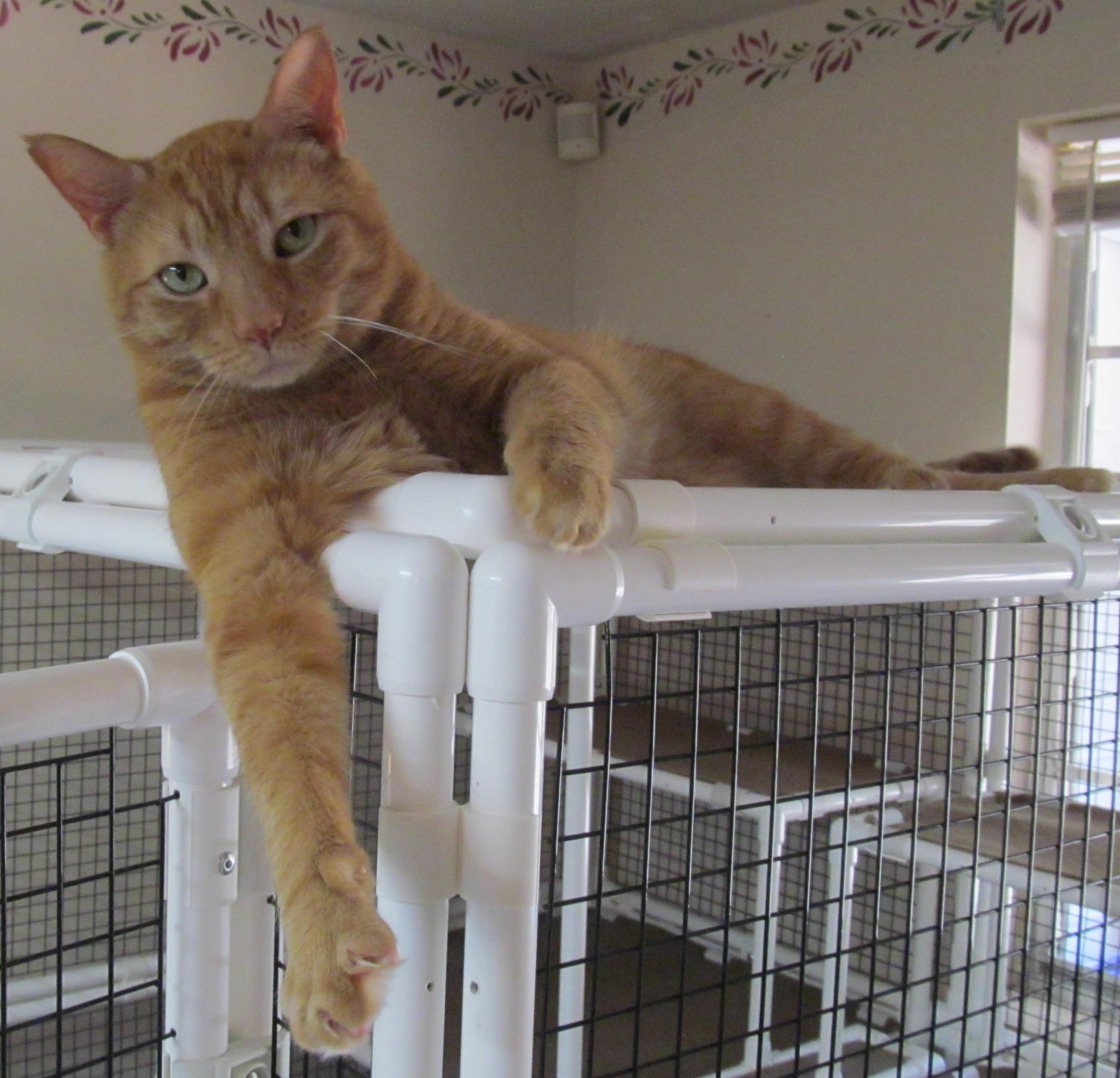 Enlarge PATRICK, a Adoptable Domestic Short Hair in Crystal River, FL image 1/6