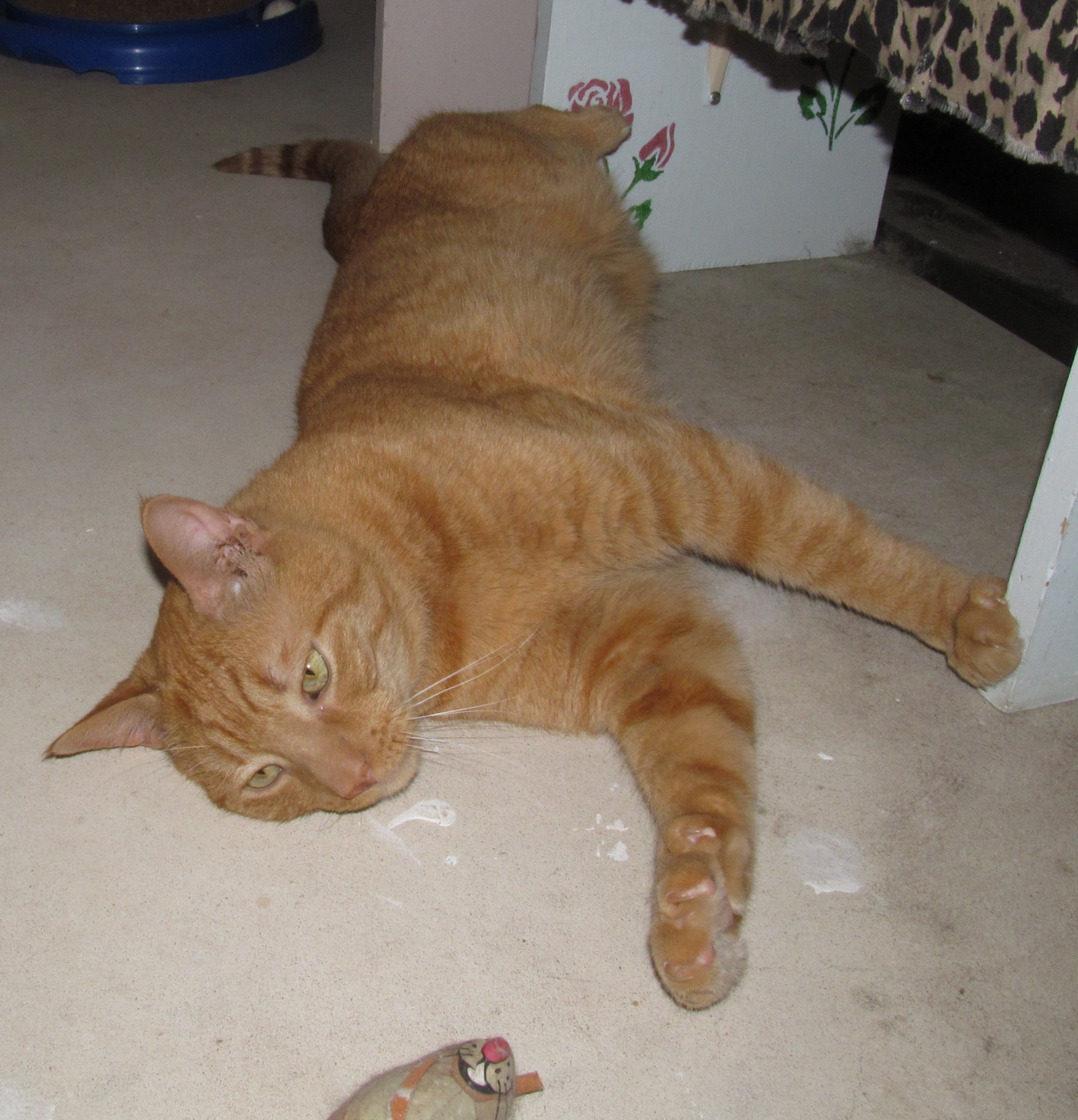 Enlarge PATRICK, a Adoptable Domestic Short Hair in Crystal River, FL image 5/6