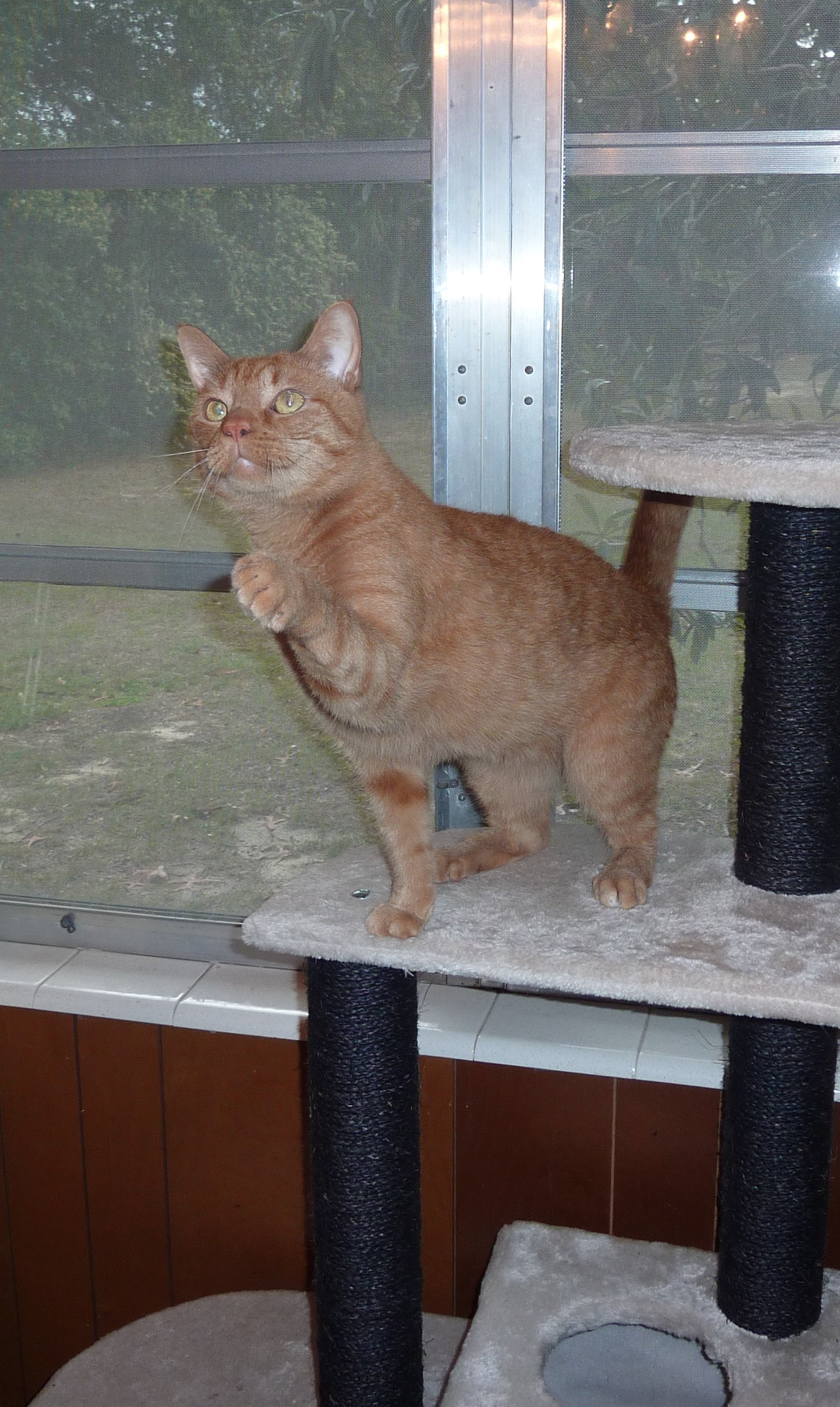 Enlarge PATRICK, a Adoptable Domestic Short Hair in Crystal River, FL image 6/6