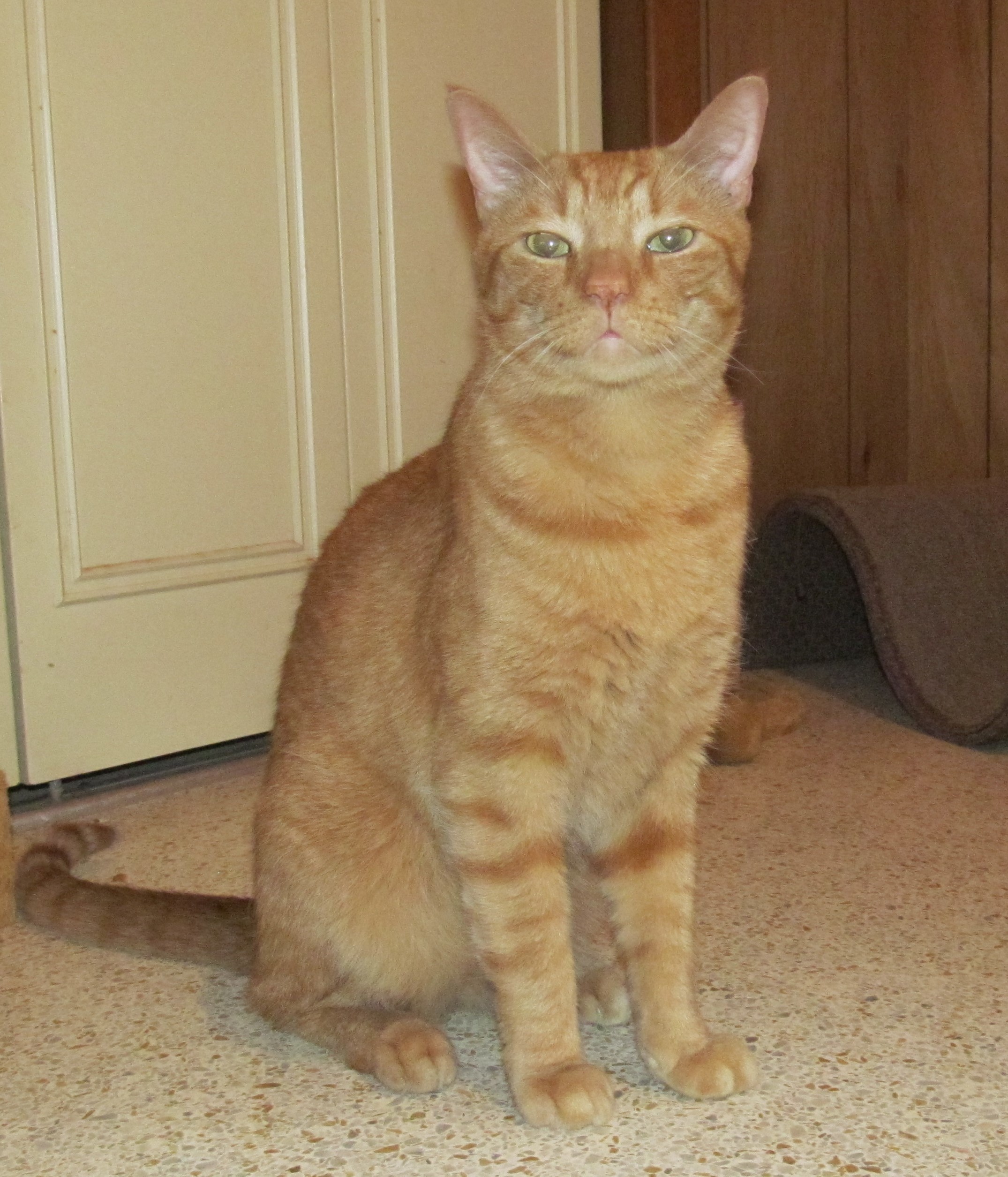 Enlarge PATRICK, a Adoptable Domestic Short Hair in Crystal River, FL image 2/6