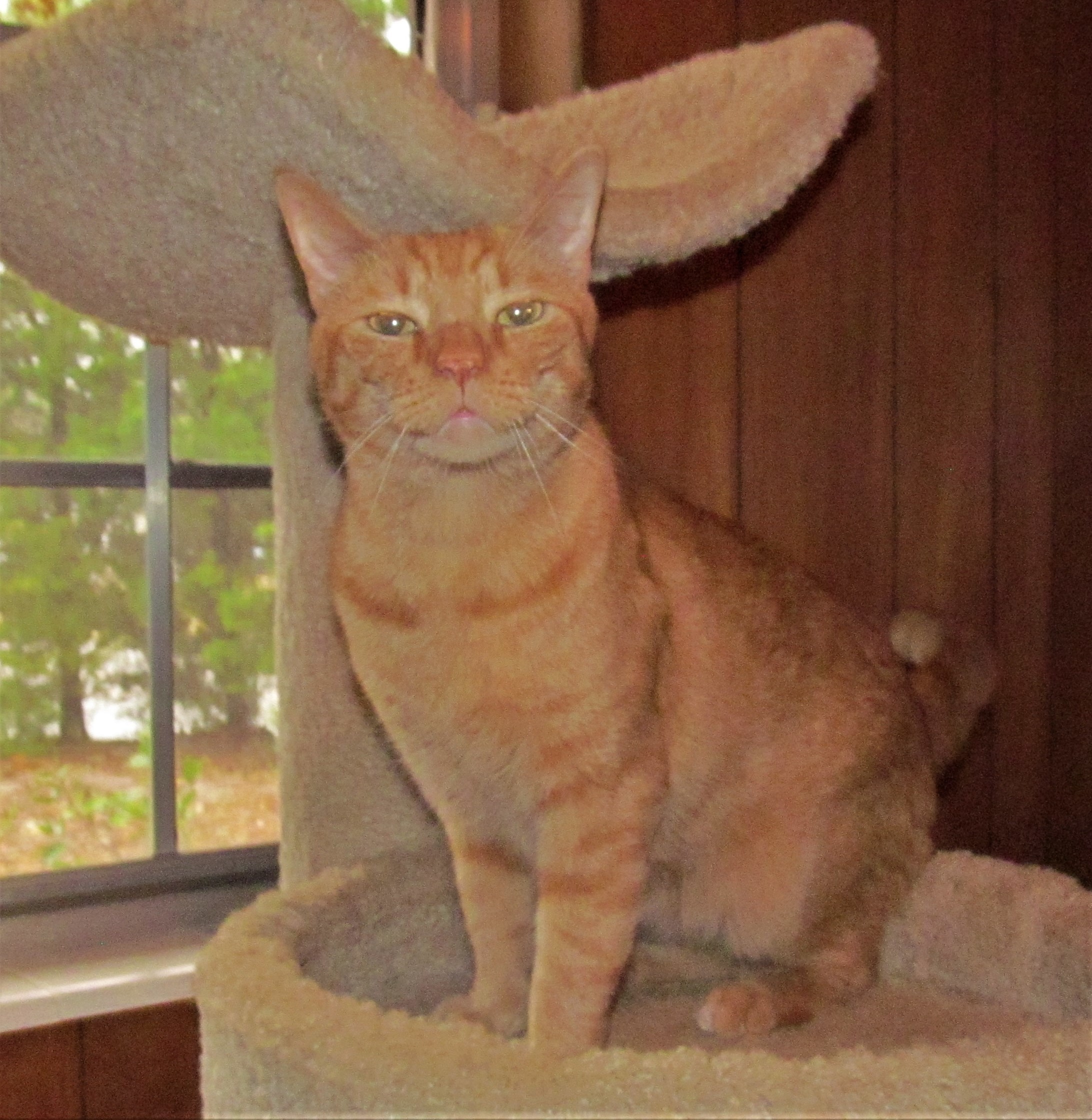 Enlarge PATRICK, a Adoptable Domestic Short Hair in Crystal River, FL image 3/6