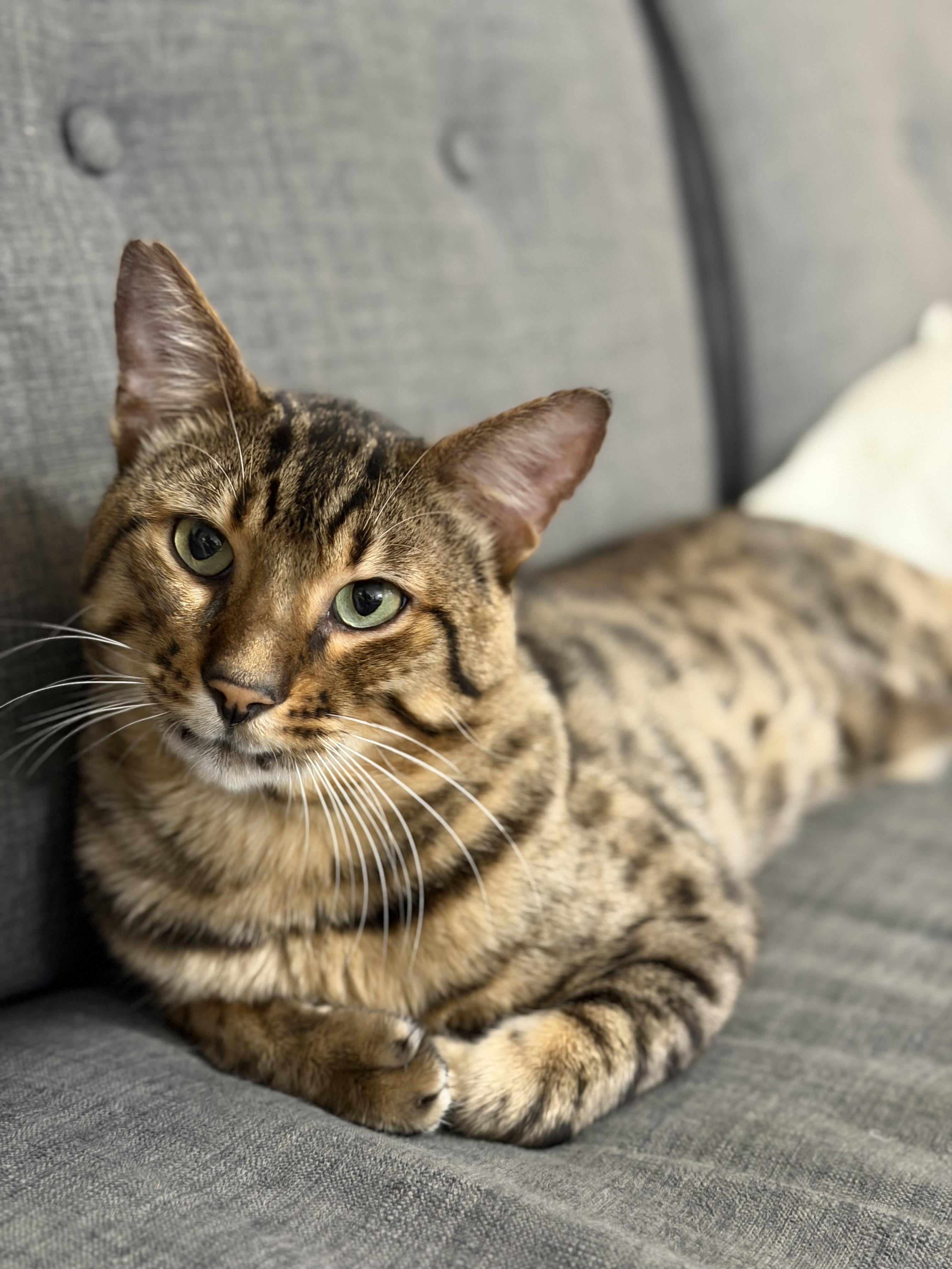 Godzilla Bengal, a Adoptable Bengal in Staten Island, NY image 1/3