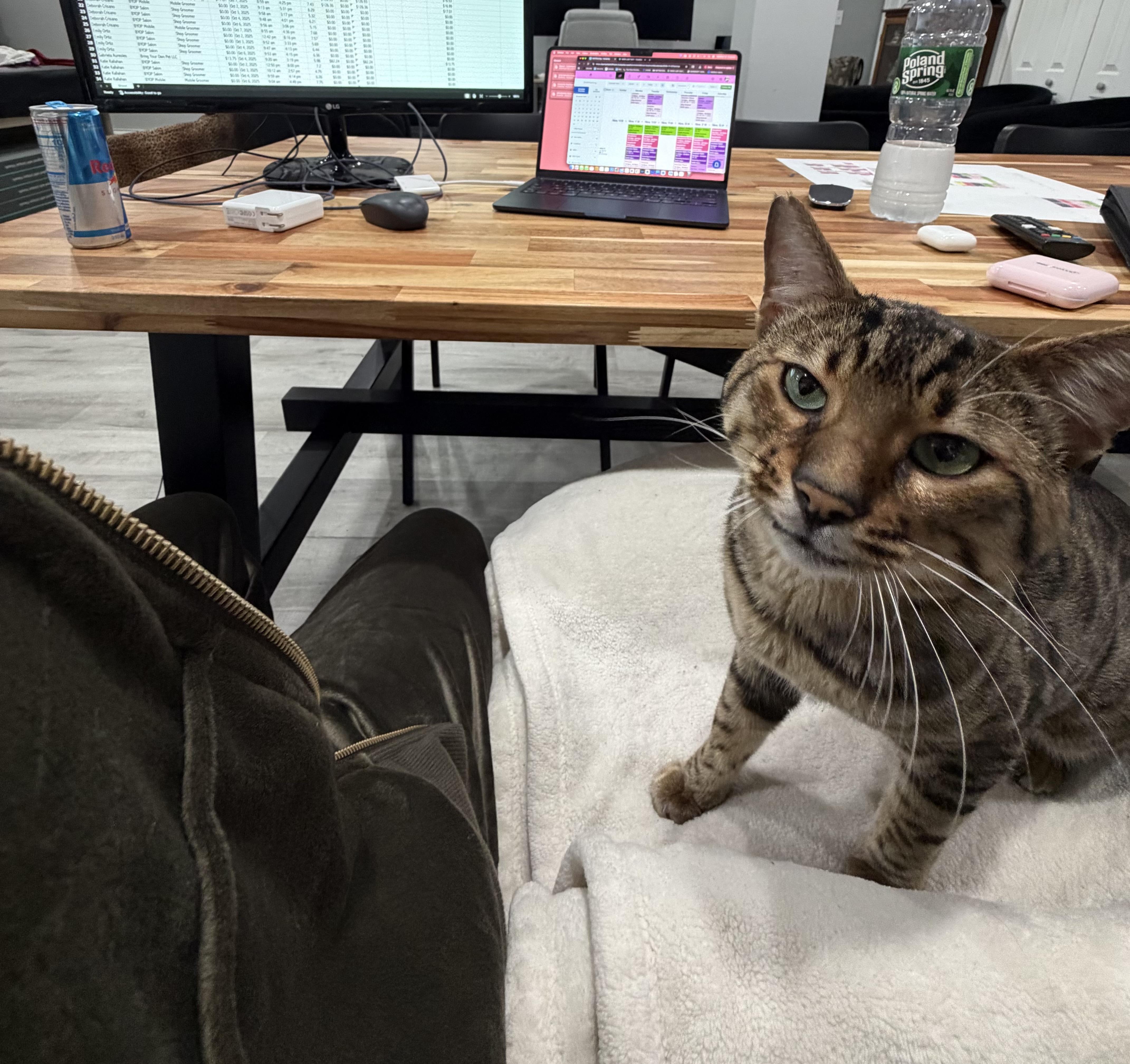 Godzilla Bengal, a Adoptable Bengal in Staten Island, NY image 3/3