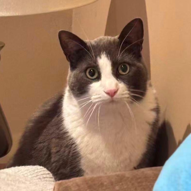 Oliver, a Adoptable Domestic Short Hair in Markham, ON image 1/5