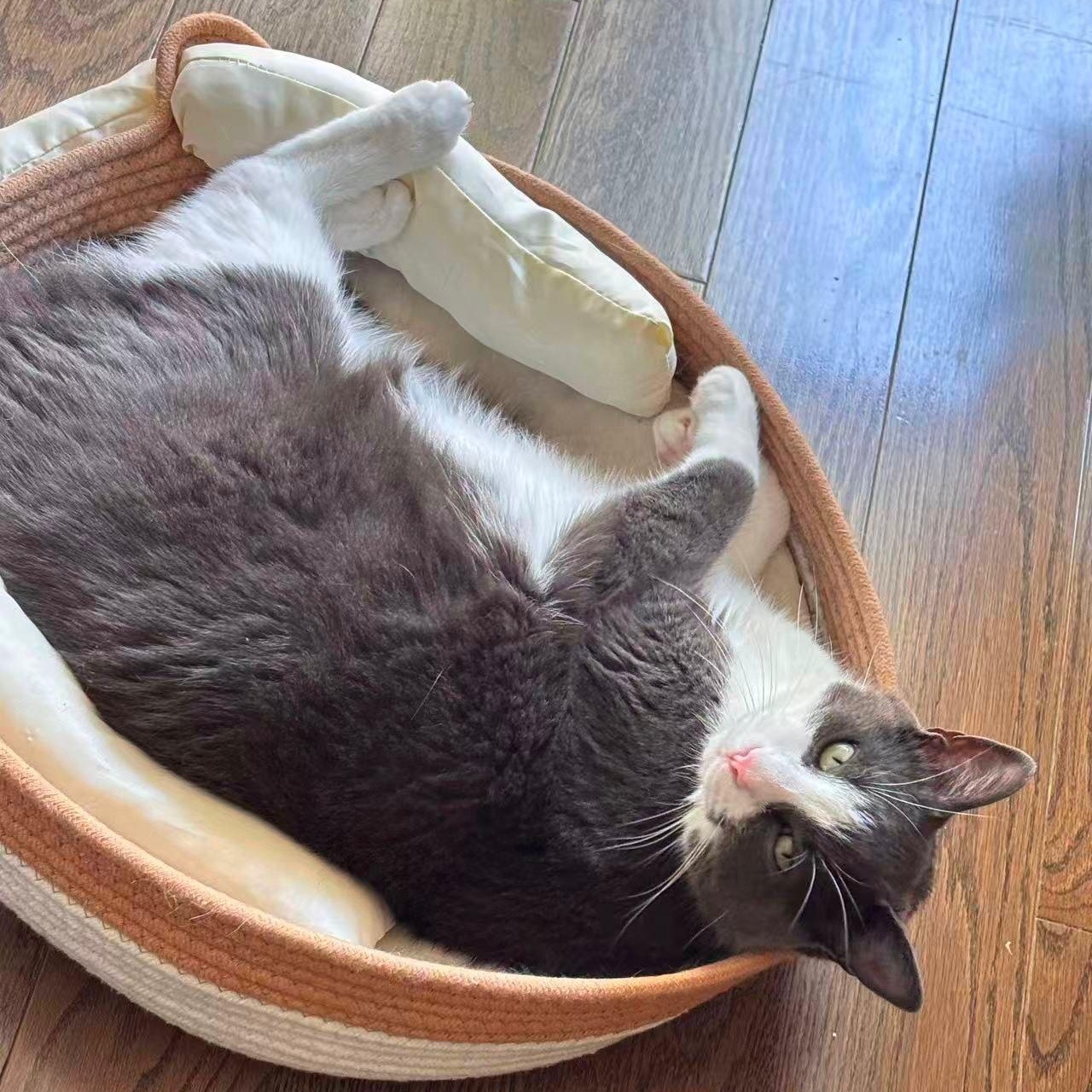 Oliver, a Adoptable Domestic Short Hair in Markham, ON image 3/5