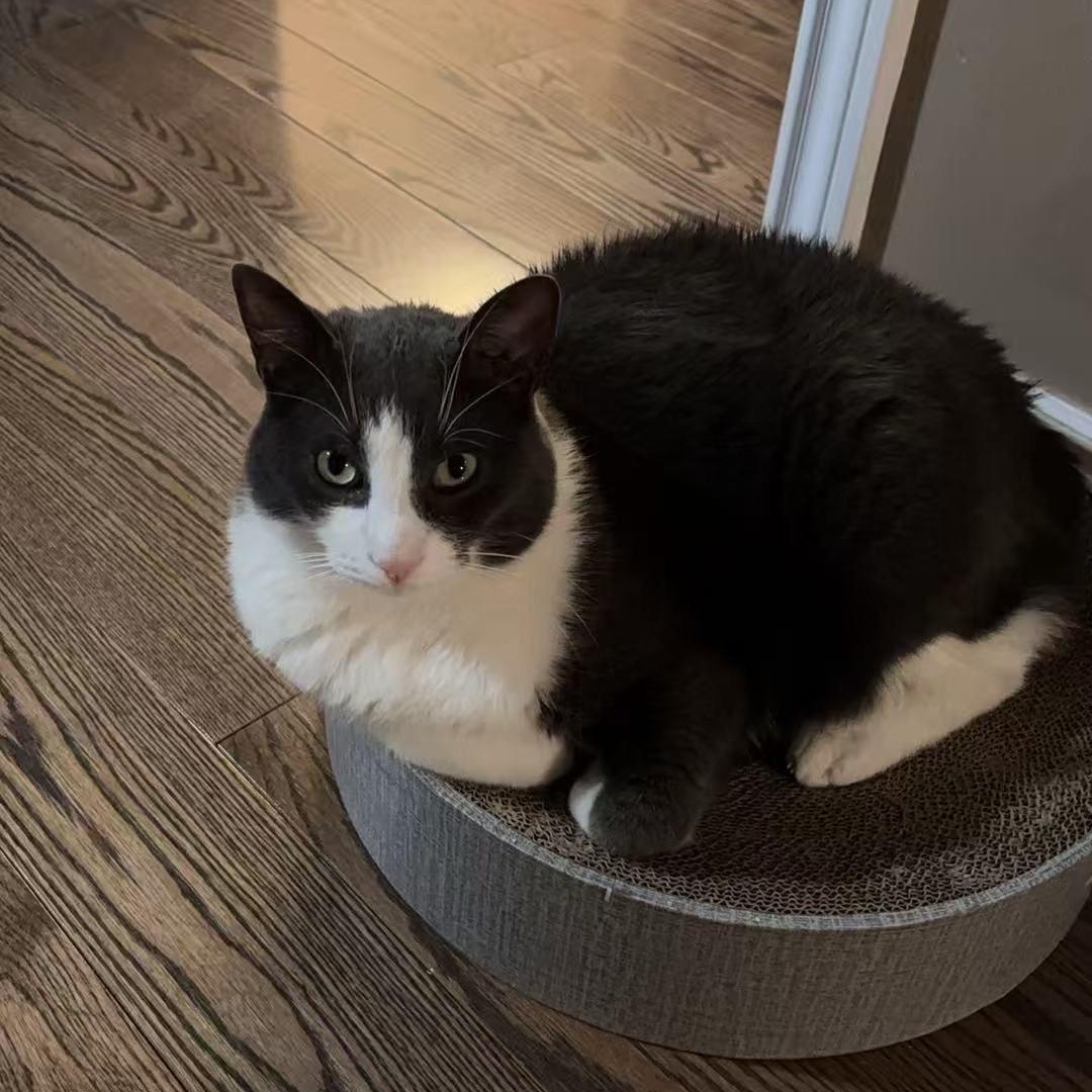 Oliver, a Adoptable Domestic Short Hair in Markham, ON image 2/5