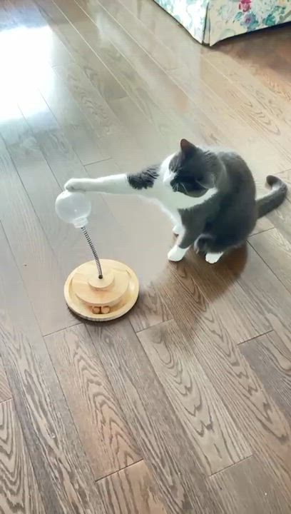 Enlarge Oliver, a Adoptable Domestic Short Hair in Markham, ON video 4/5