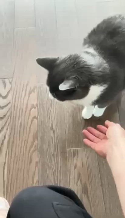 Enlarge Oliver, a Adoptable Domestic Short Hair in Markham, ON video 5/5