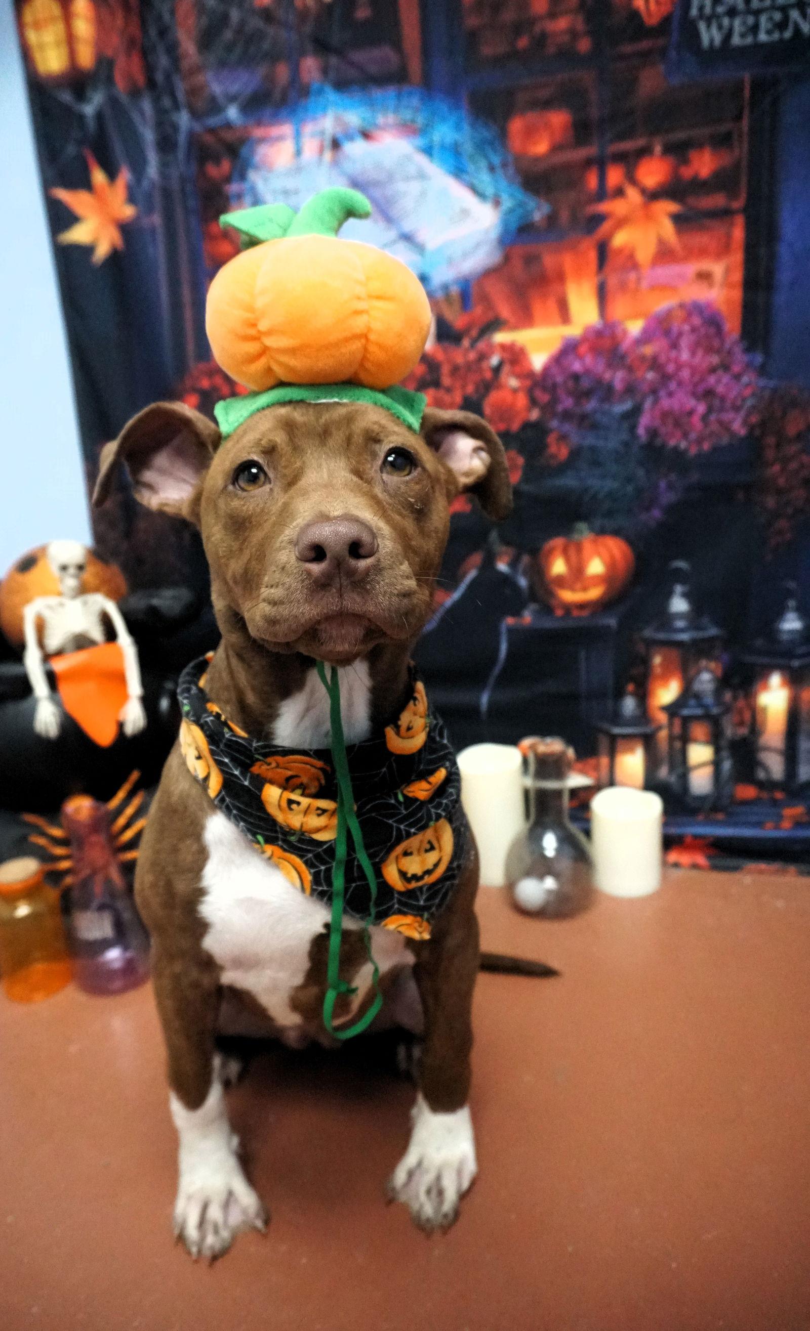 Pumpkin, Adopted, Young Female Terrier.