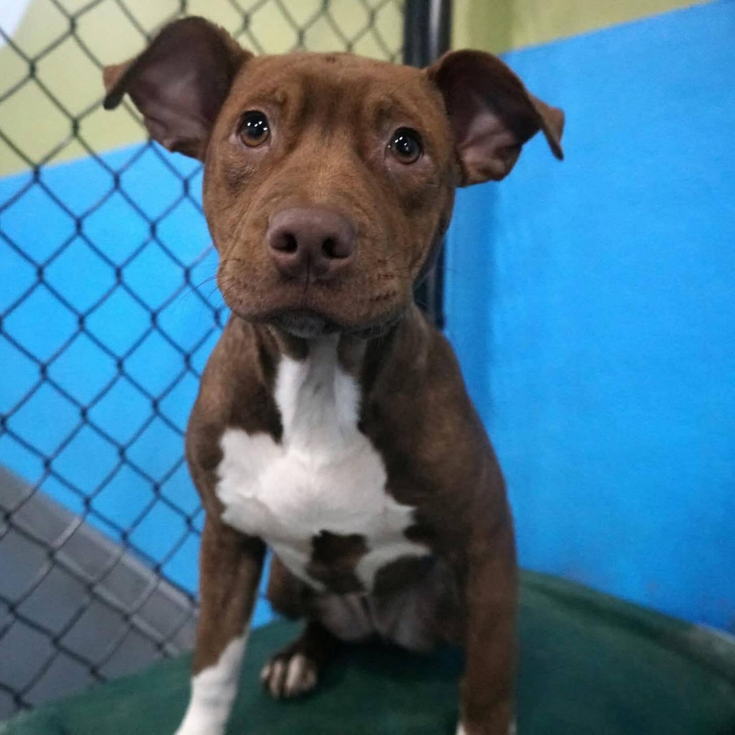 Enlarge Pumpkin, a Adopted Terrier in Saint Augustine, FL image 2/3