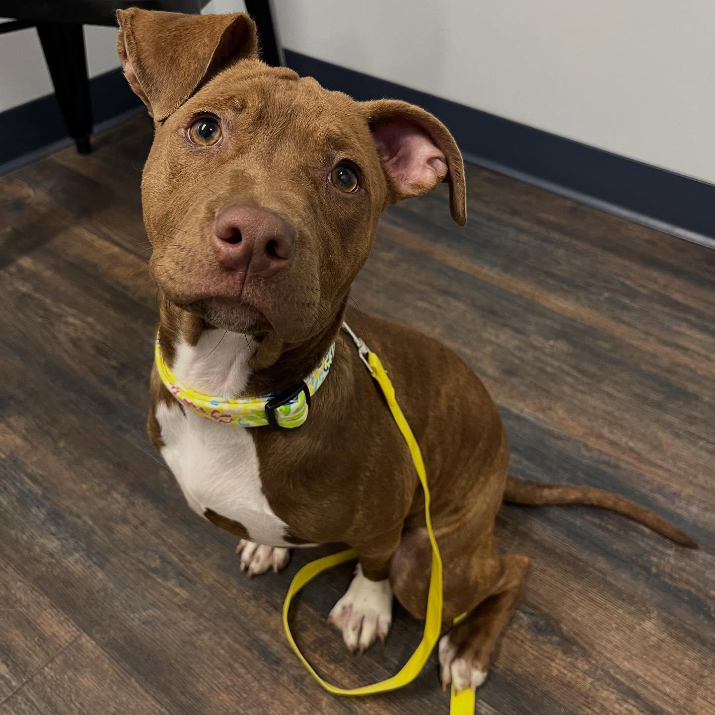 Enlarge Pumpkin, a Adopted Terrier in Saint Augustine, FL image 3/3