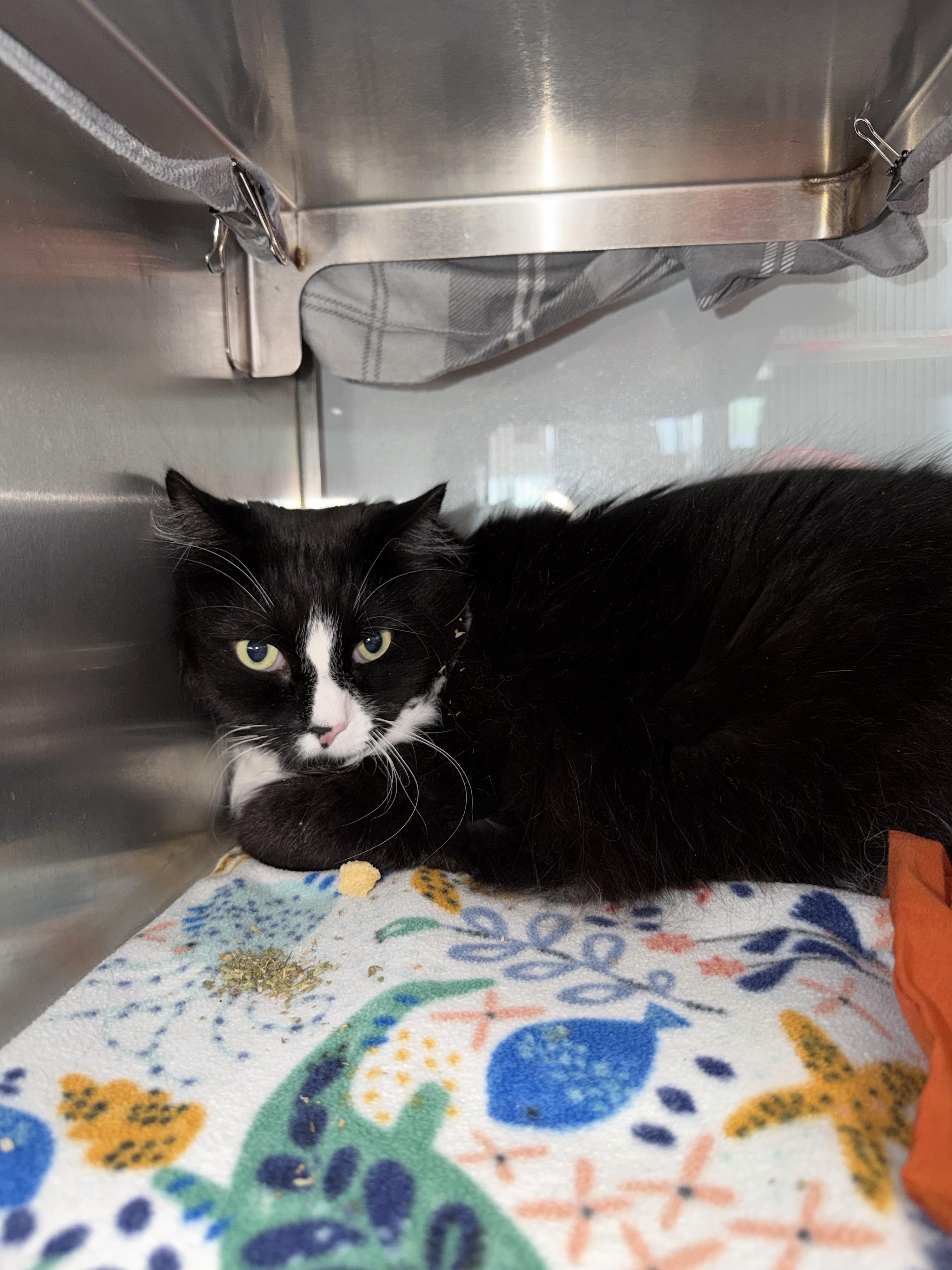 Enlarge Little Bit Dangles, a Adoptable Domestic Medium Hair in Midland, MI image 2/2