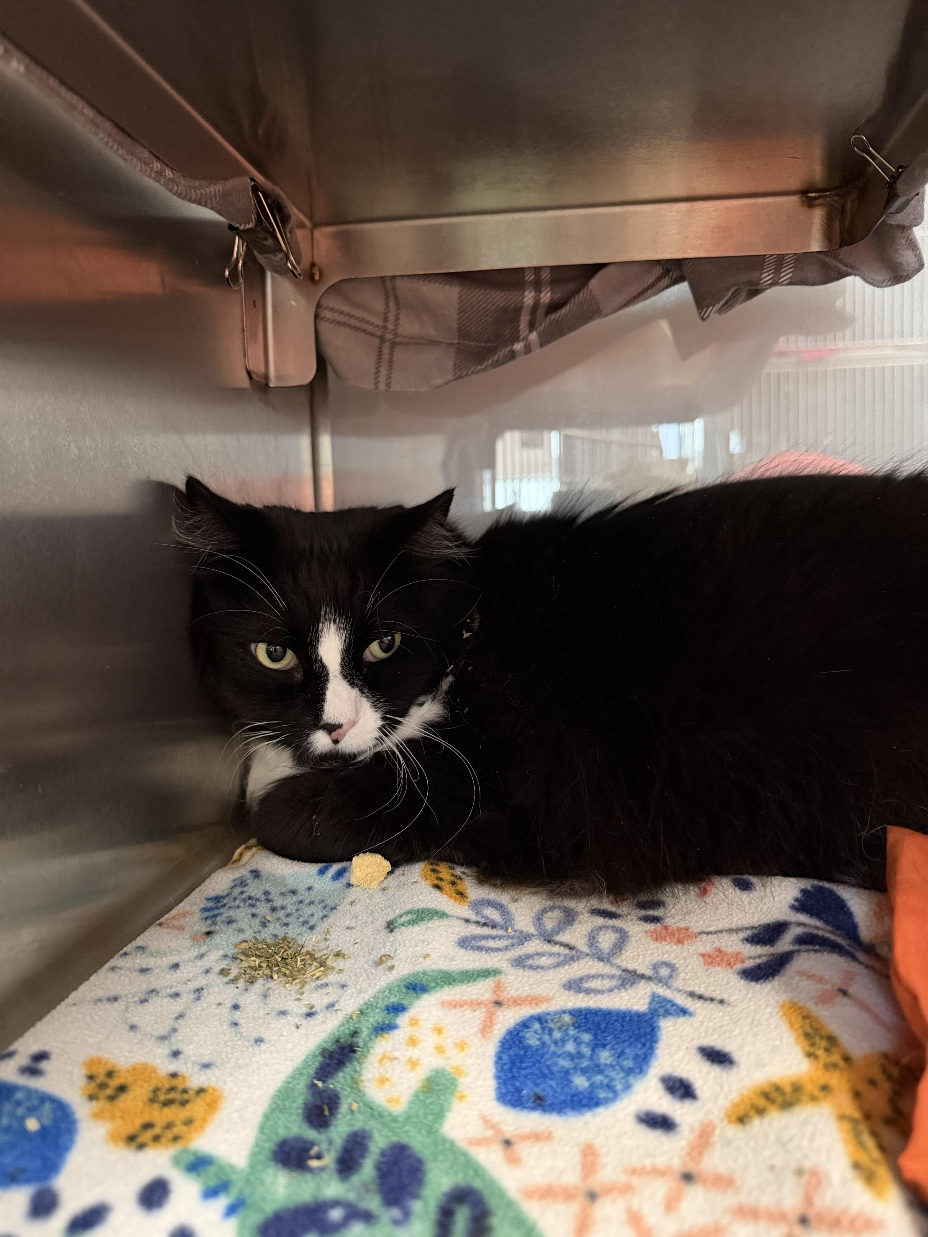 Little Bit Dangles, Adoptable, Adult Male Domestic Medium Hair.