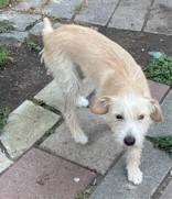 Jill, Young Female Terrier