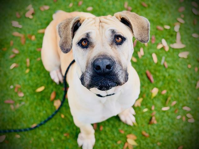 NALAH, Adoptable, Adult Female Boerboel.