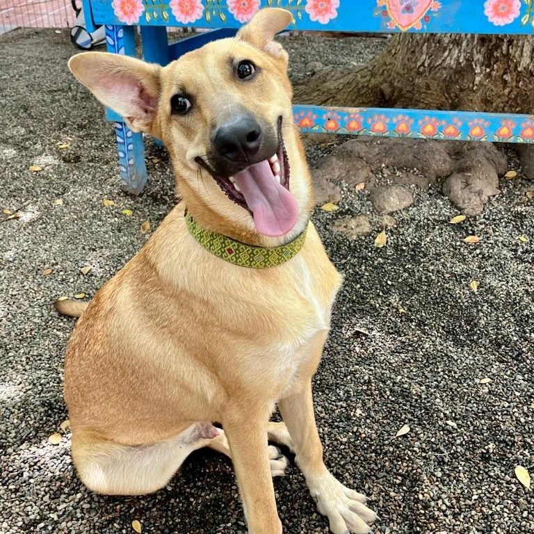 Enlarge Alee, a Adoptable mixed breed in Denver, CO image 1/5