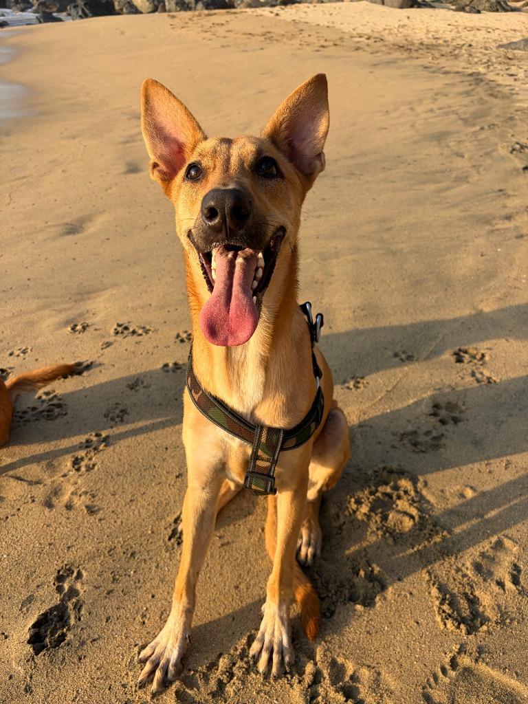 Enlarge Alee, a Adoptable mixed breed in Denver, CO image 4/5