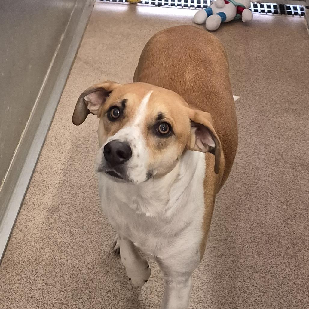 Enlarge Bandit, a Adoptable mixed breed in Ardmore, OK image 1/2