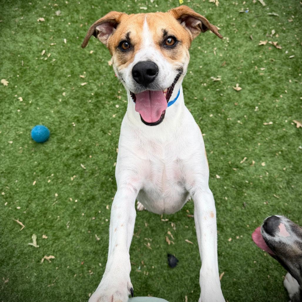 Enlarge Bandit, a Adoptable mixed breed in Ardmore, OK image 2/2