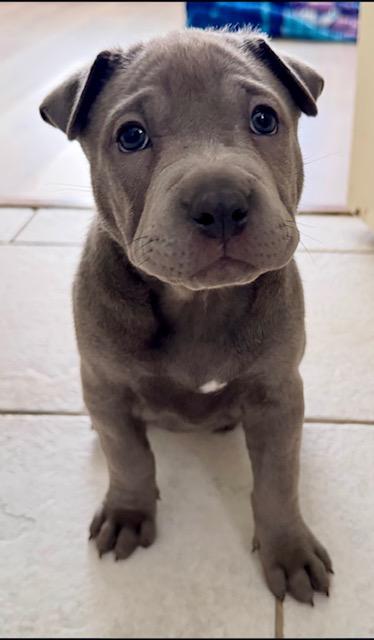 Veeka, Adopted, Puppy Female Pit Bull Terrier & Shar-Pei.