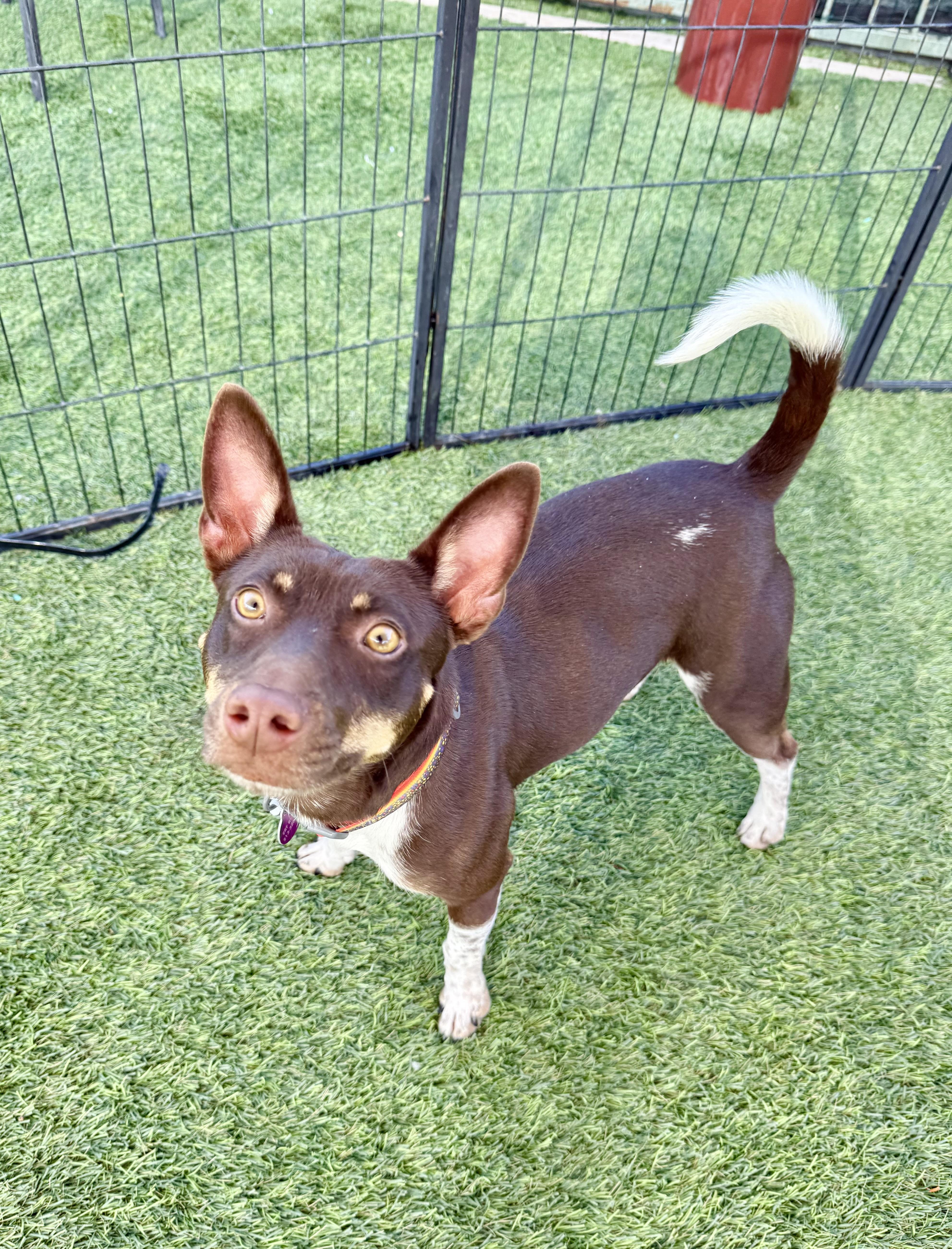 Enlarge Nacho, a ADOPTABLE mixed breed in Agoura Hills, CA image 1/5